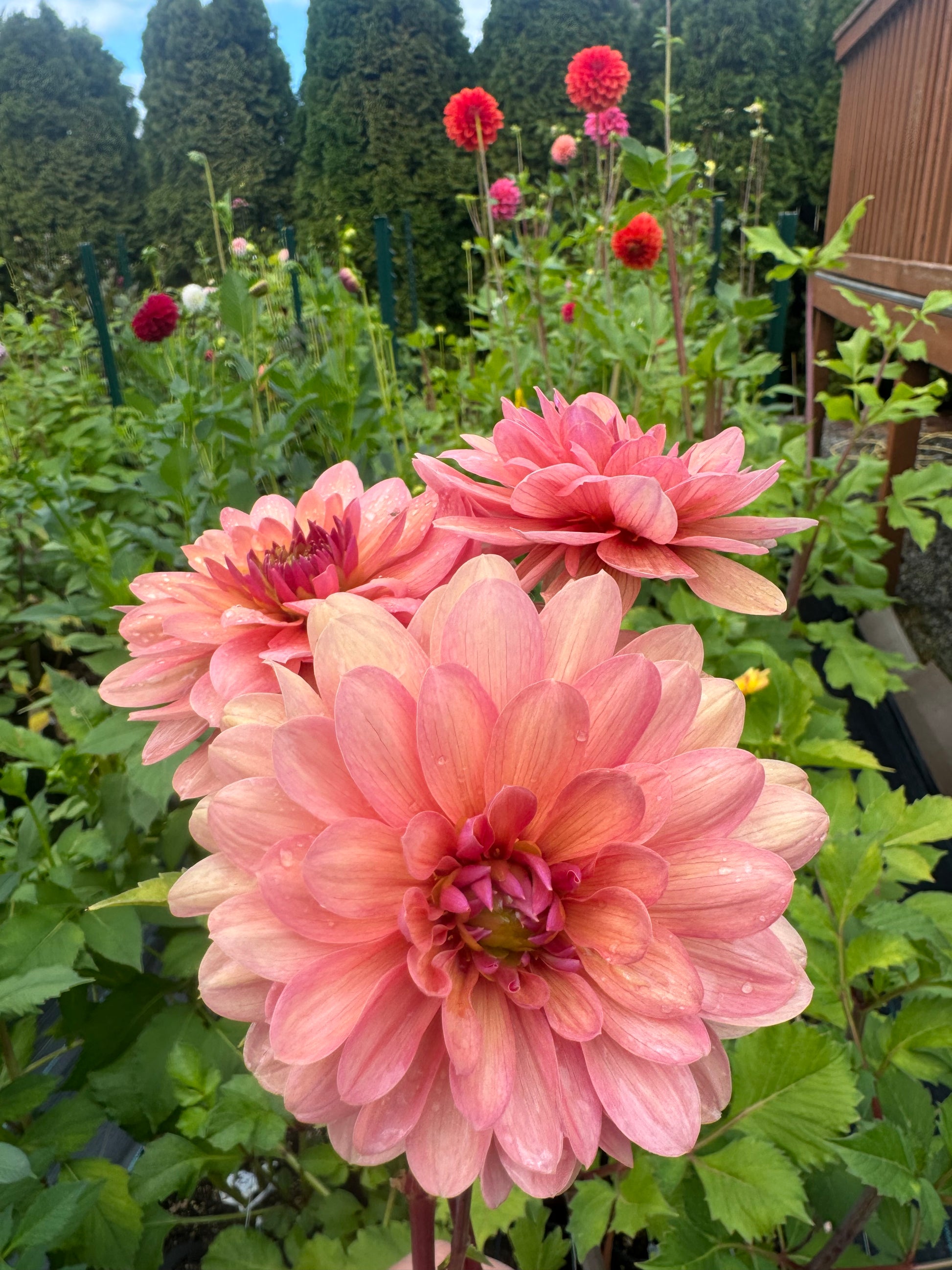 Chateau de la Bourdaisiere Cutting