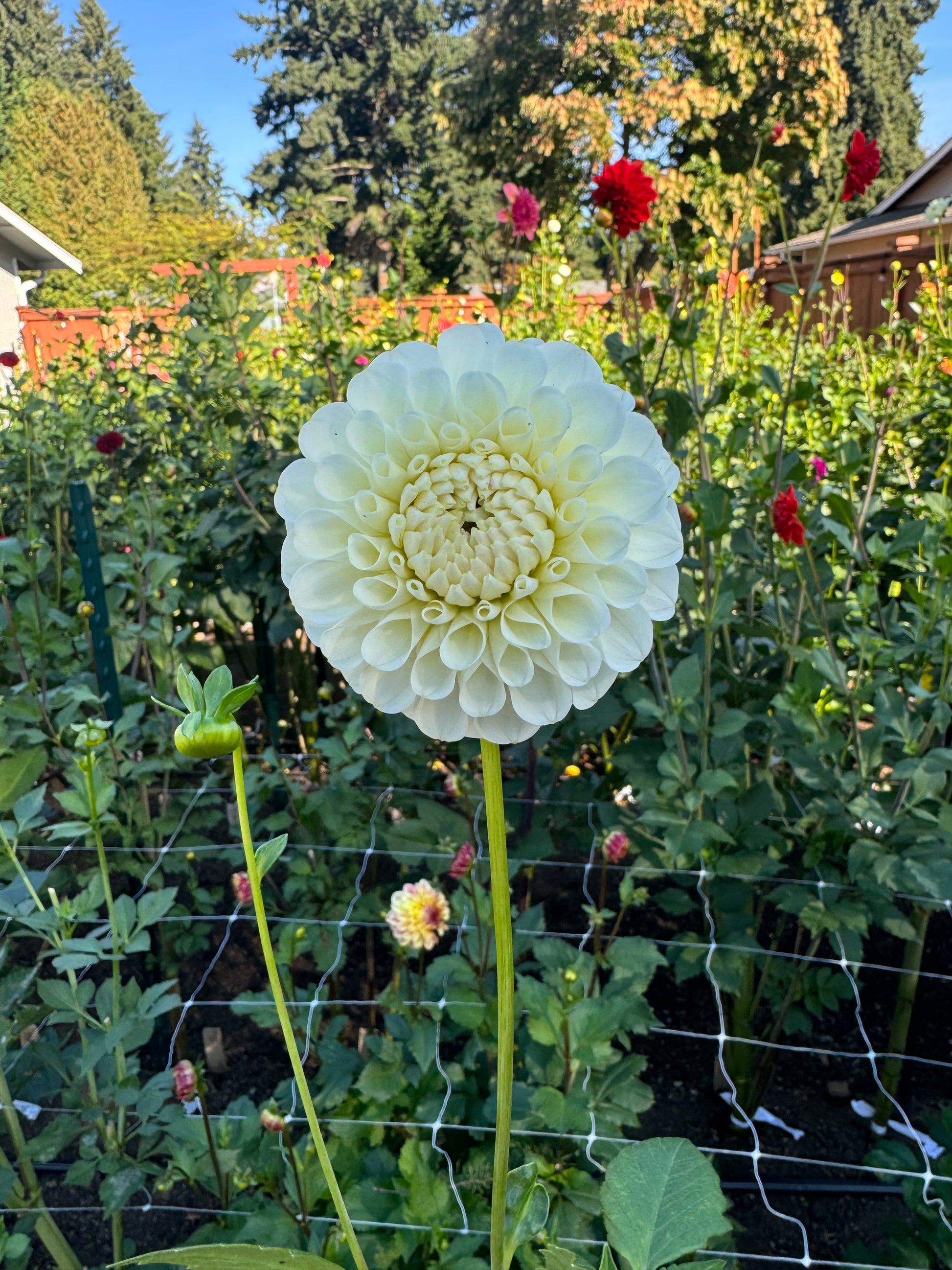 20th Ave New Tradition