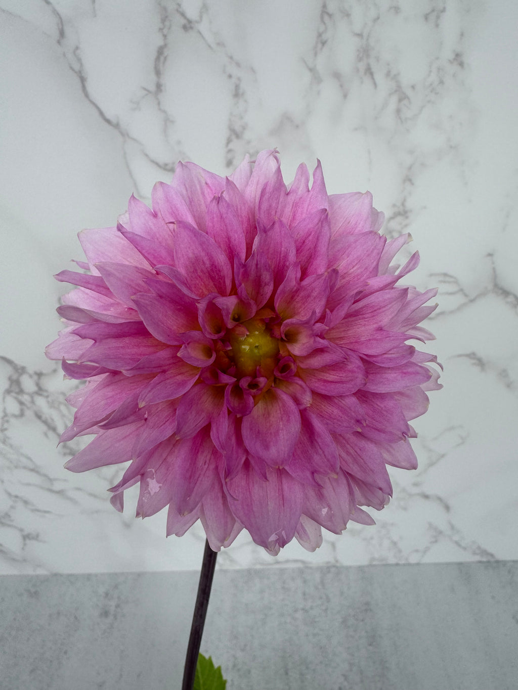 Lee’s Viola Frost Cutting