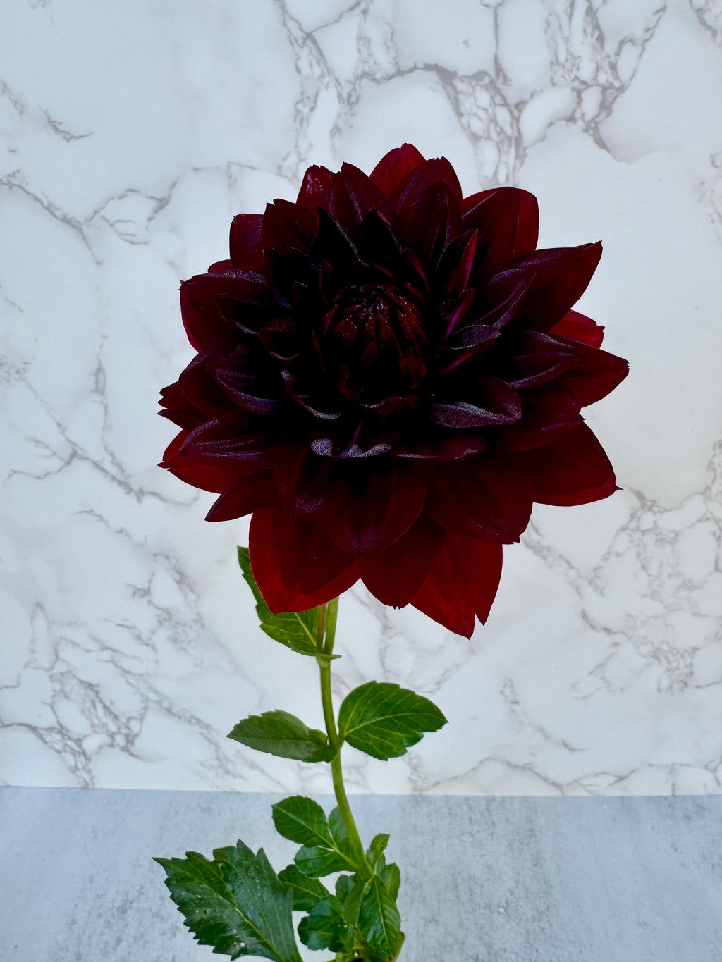 Hollyhill Black Widow