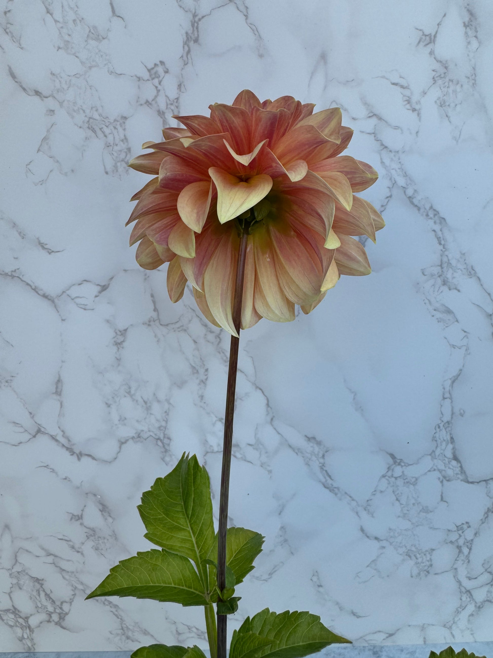 Country Sweetheart Cutting