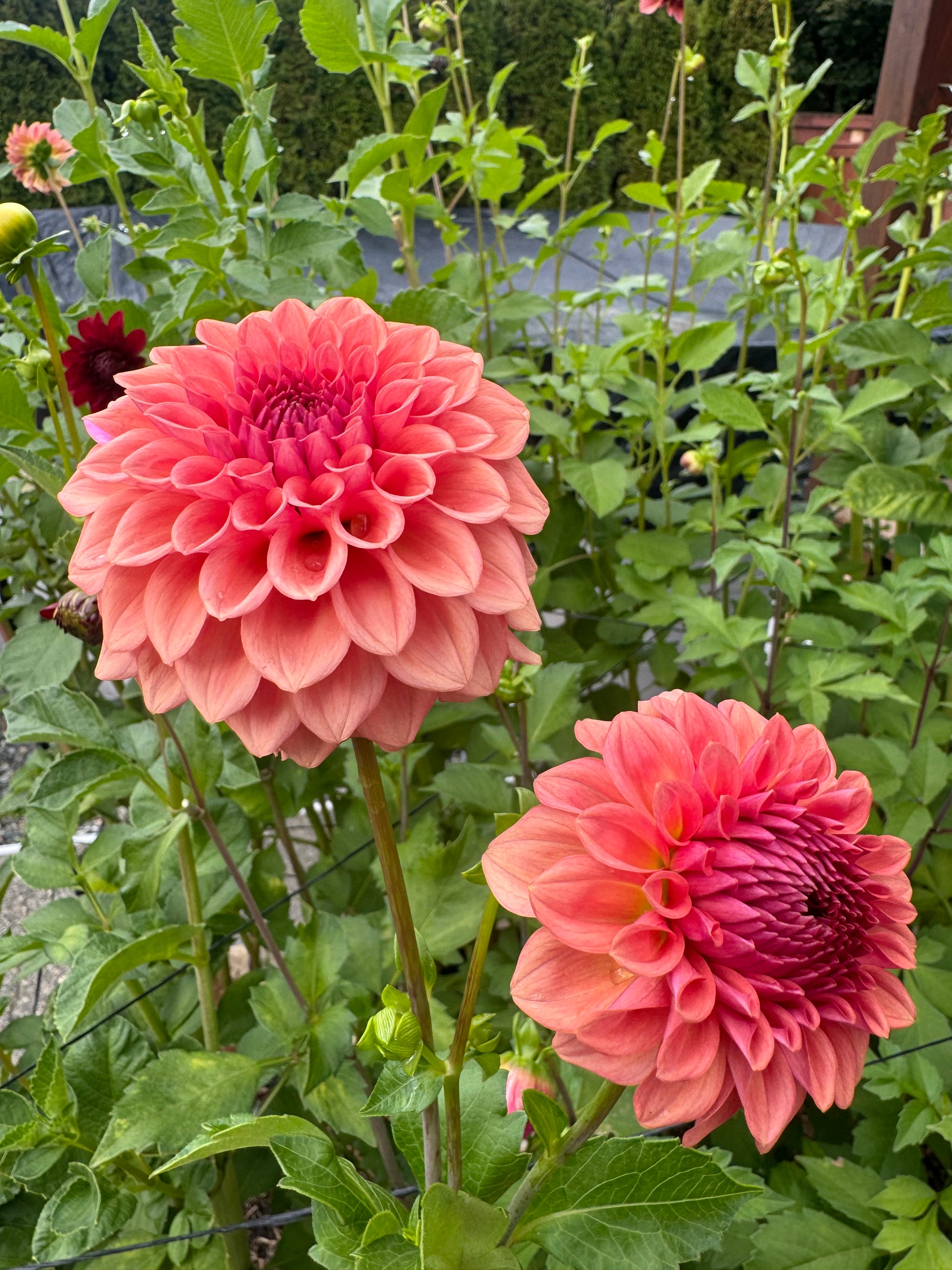 Levi Blue Smoke Cutting