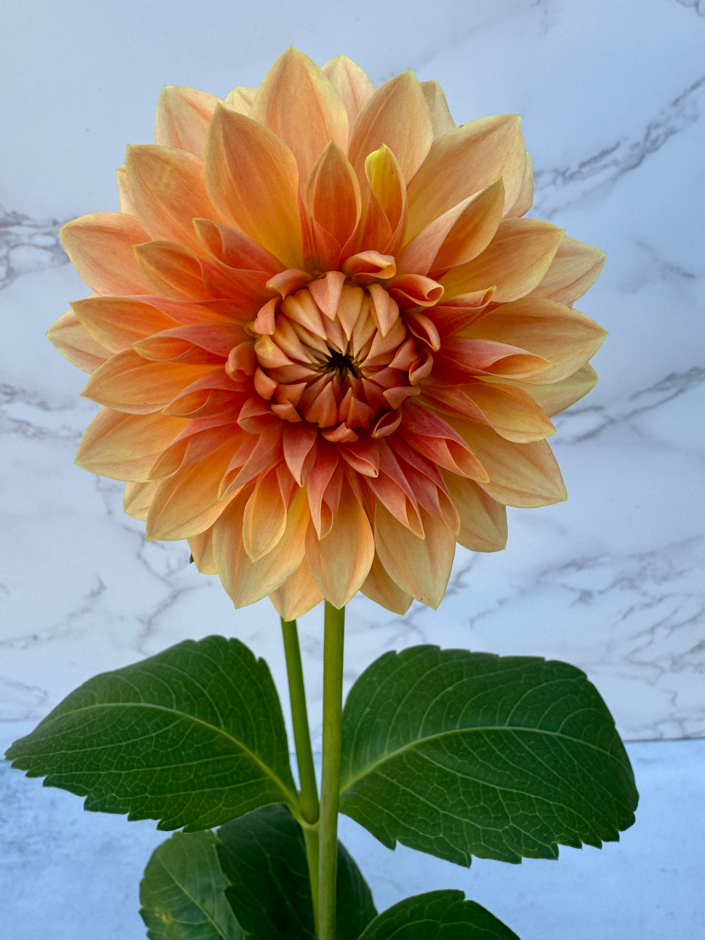 Hamilton Lillian Cutting