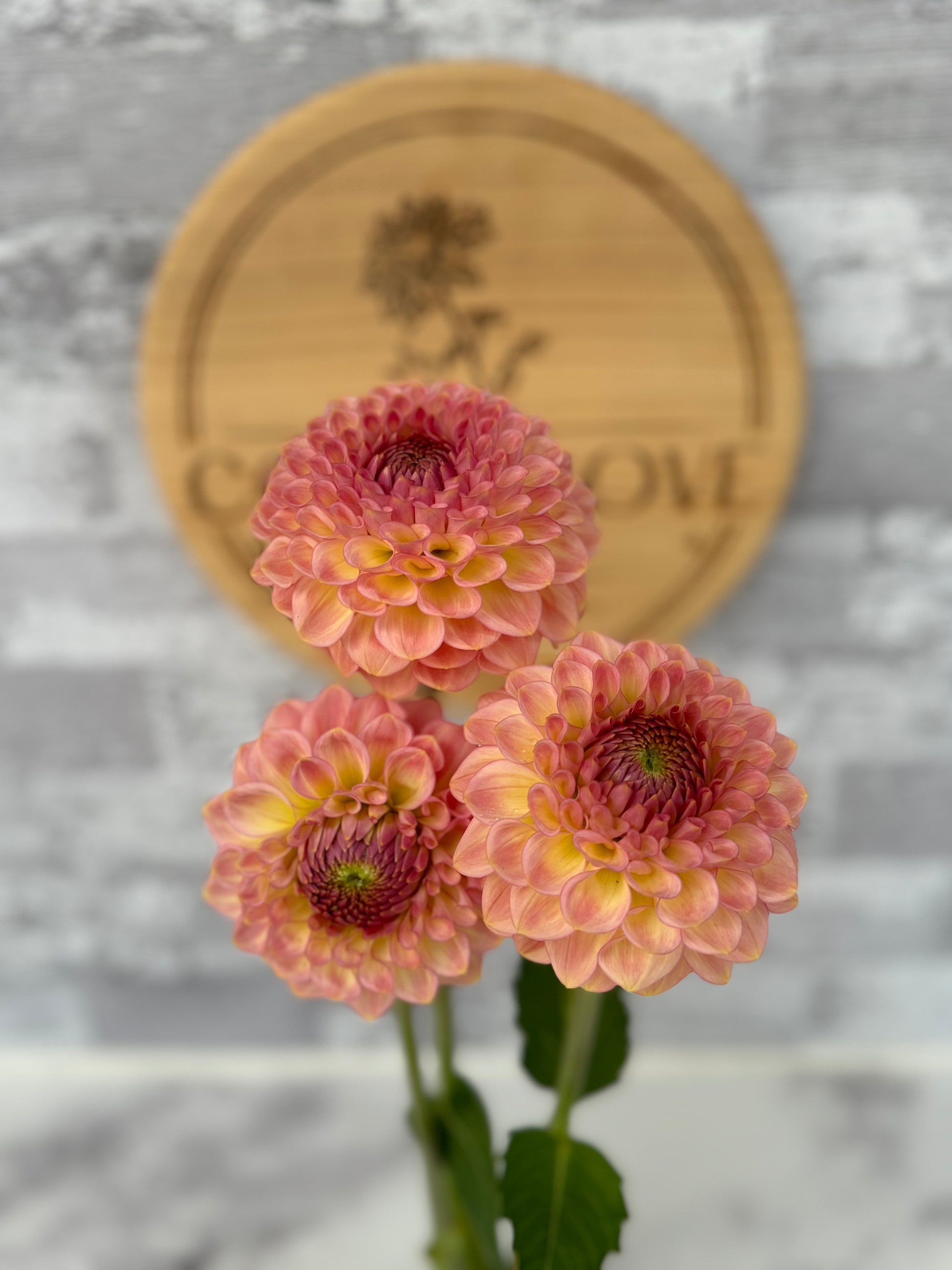 20th Ave Softer Peach