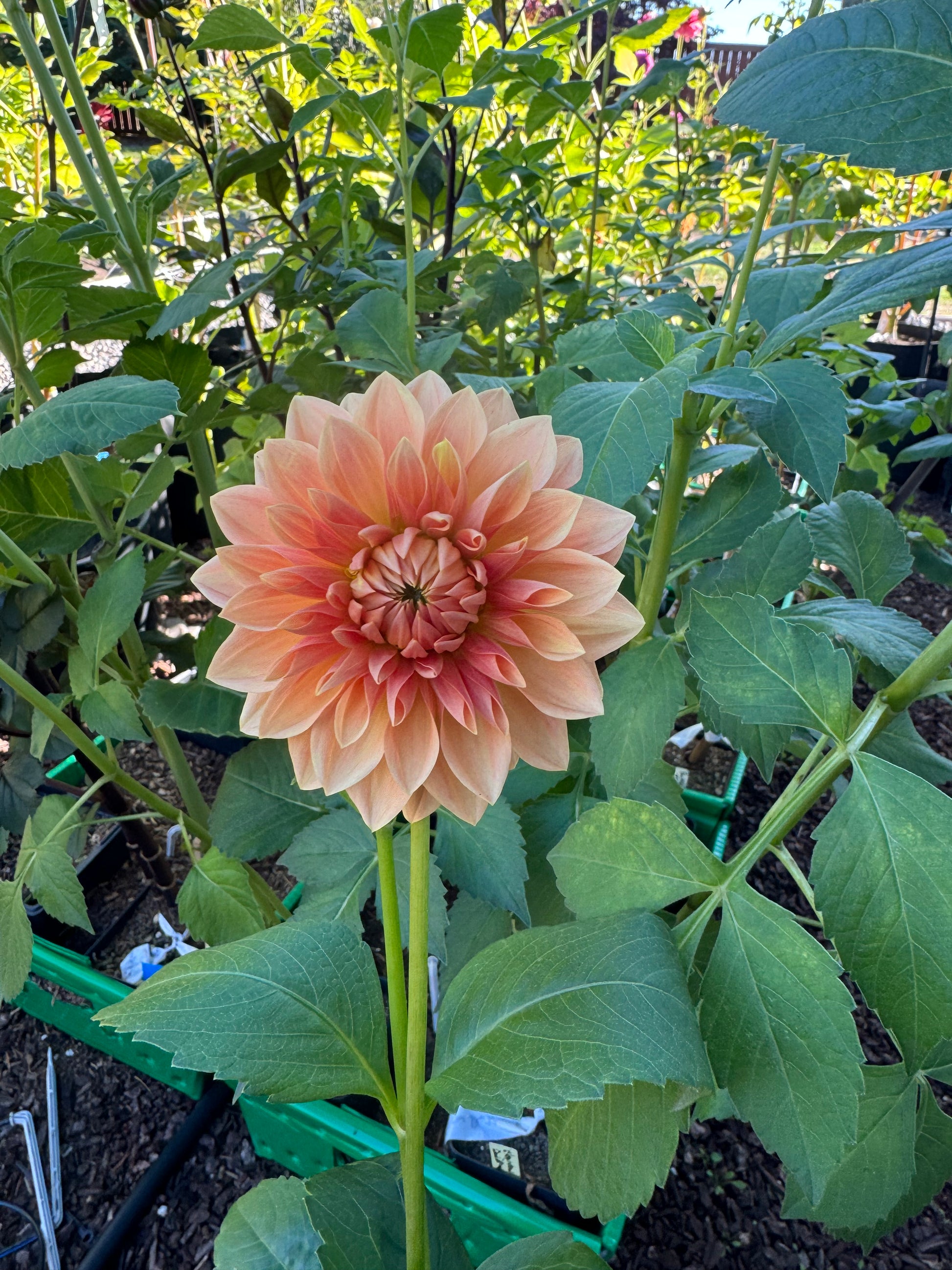 Hamilton Lillian Cutting