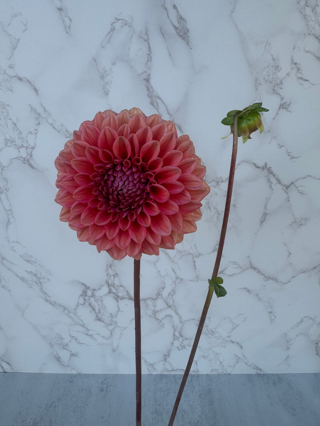 Lee’s Coral Enigma