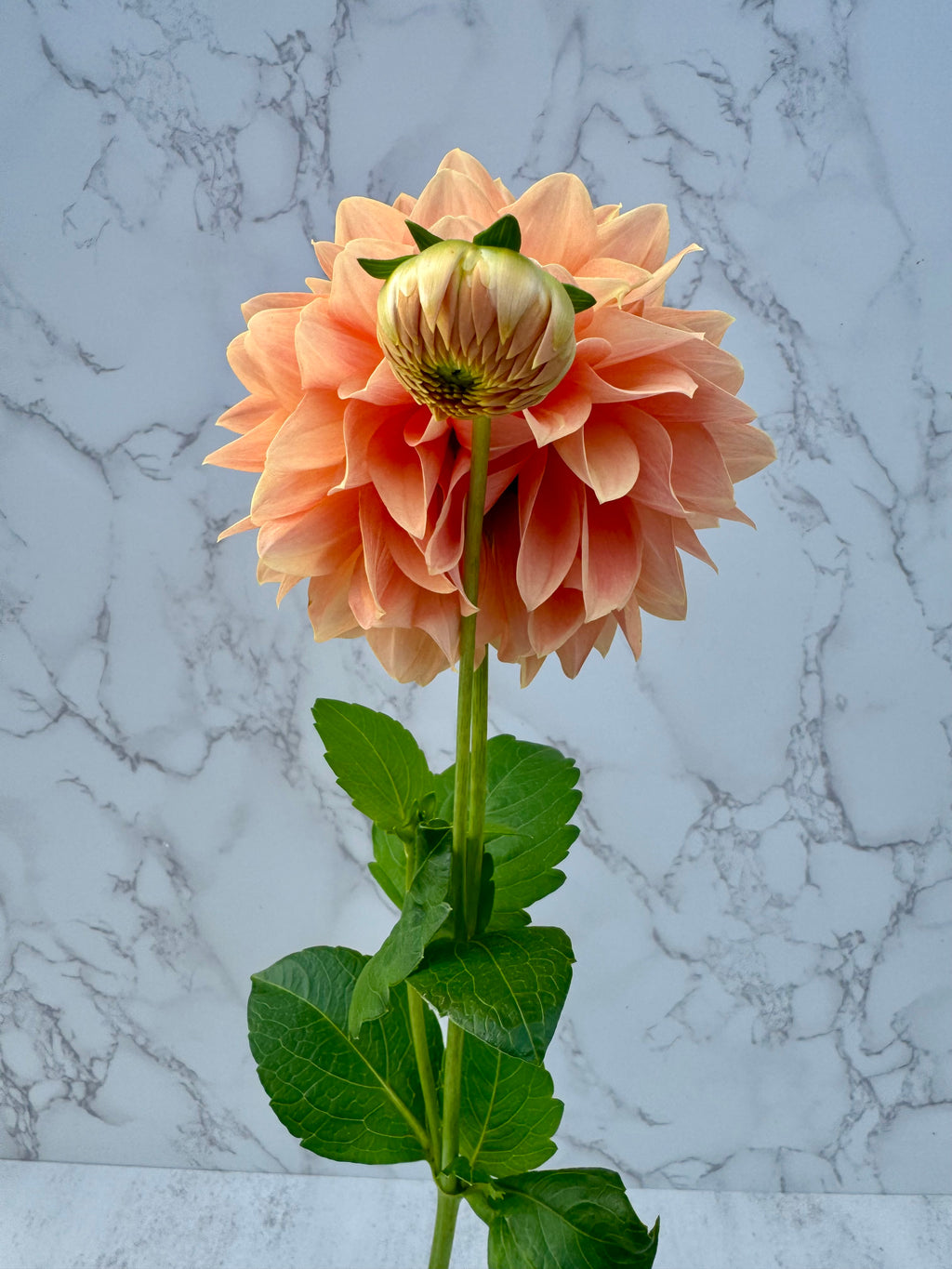 Hamilton Lillian Cutting