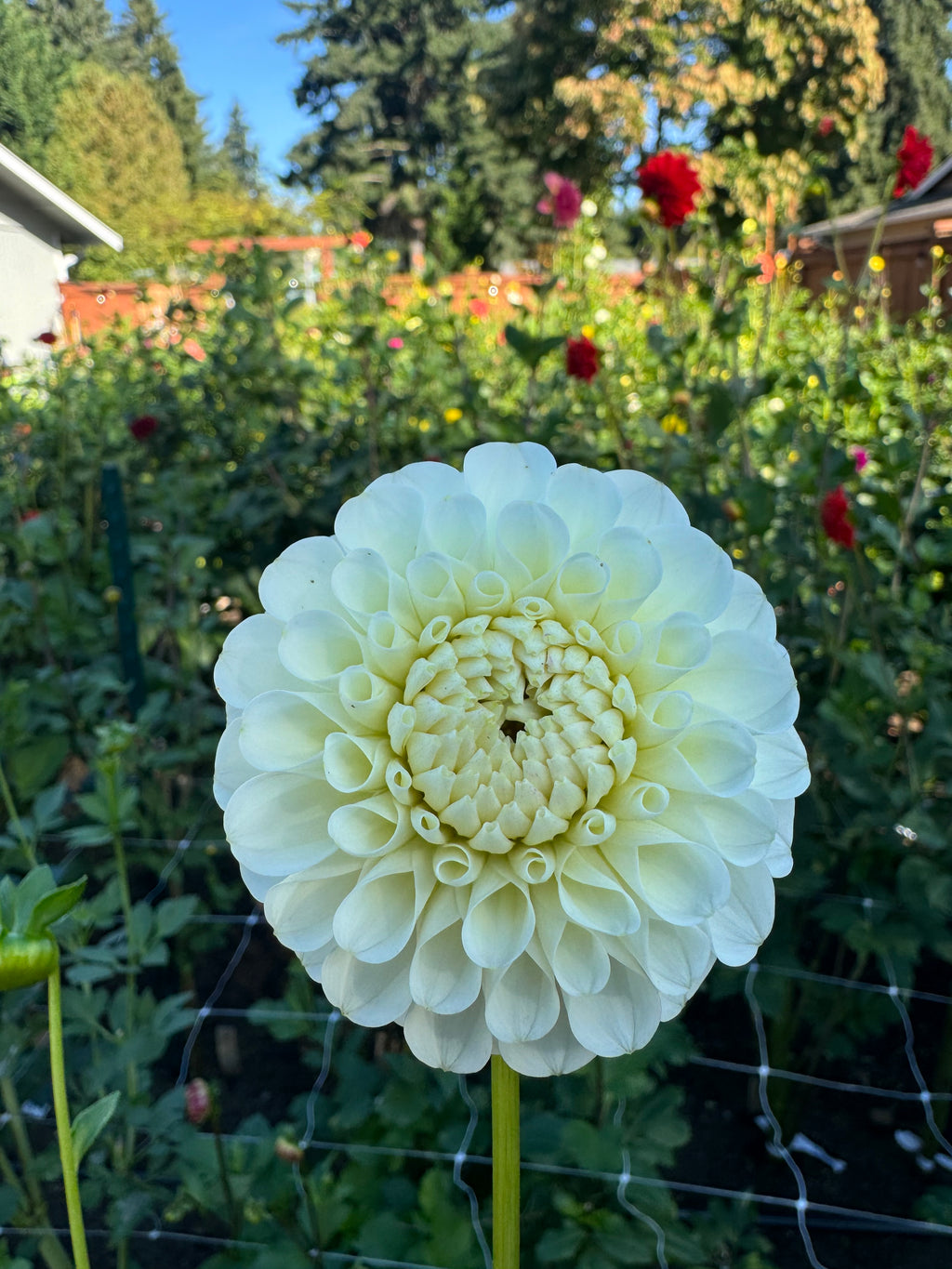 20th Ave New Tradition