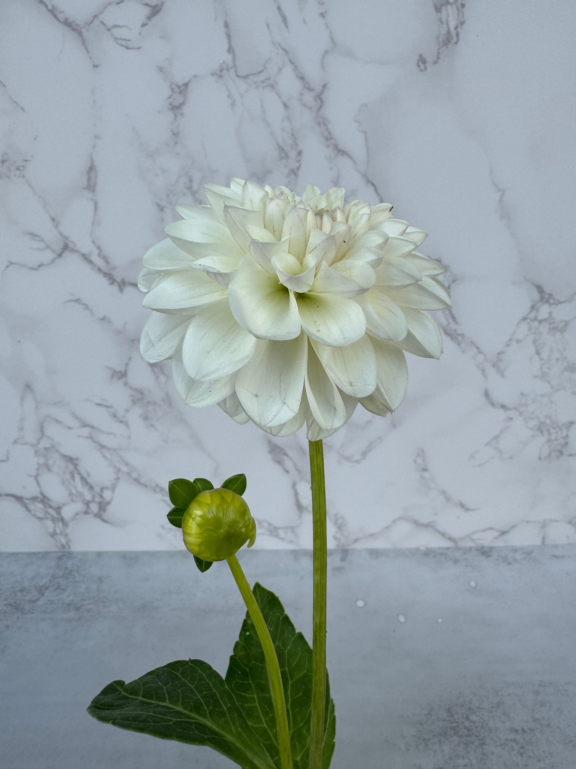 Ferncliff Pearl Cutting