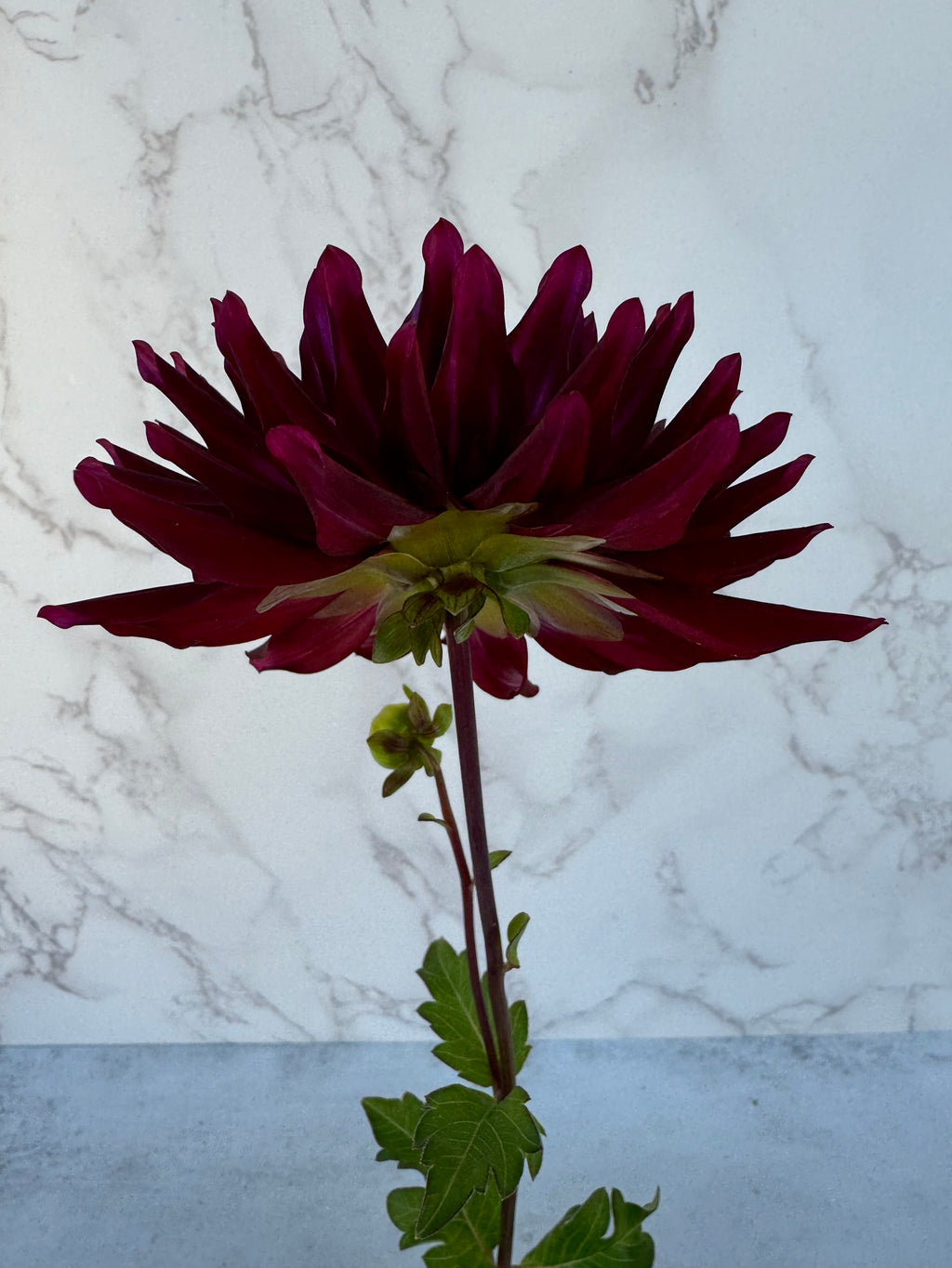 Bull’s Blood Cutting