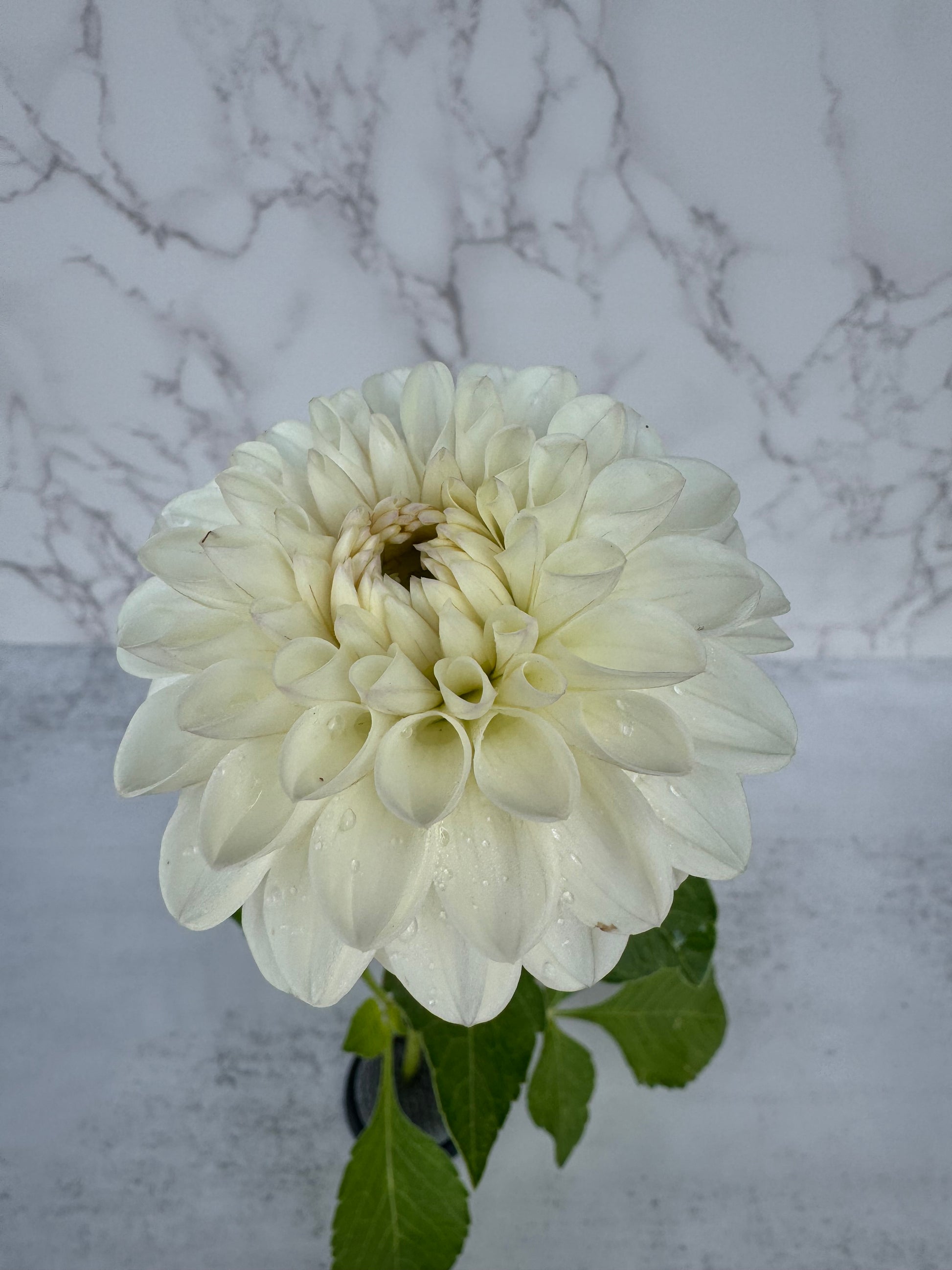 Ferncliff Pearl Cutting