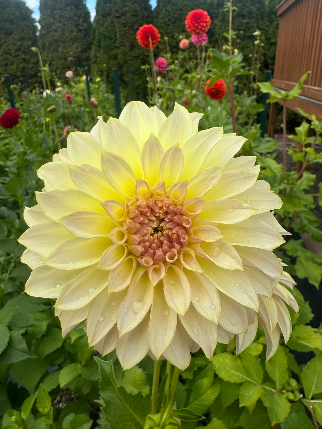 KA Champagne Cutting