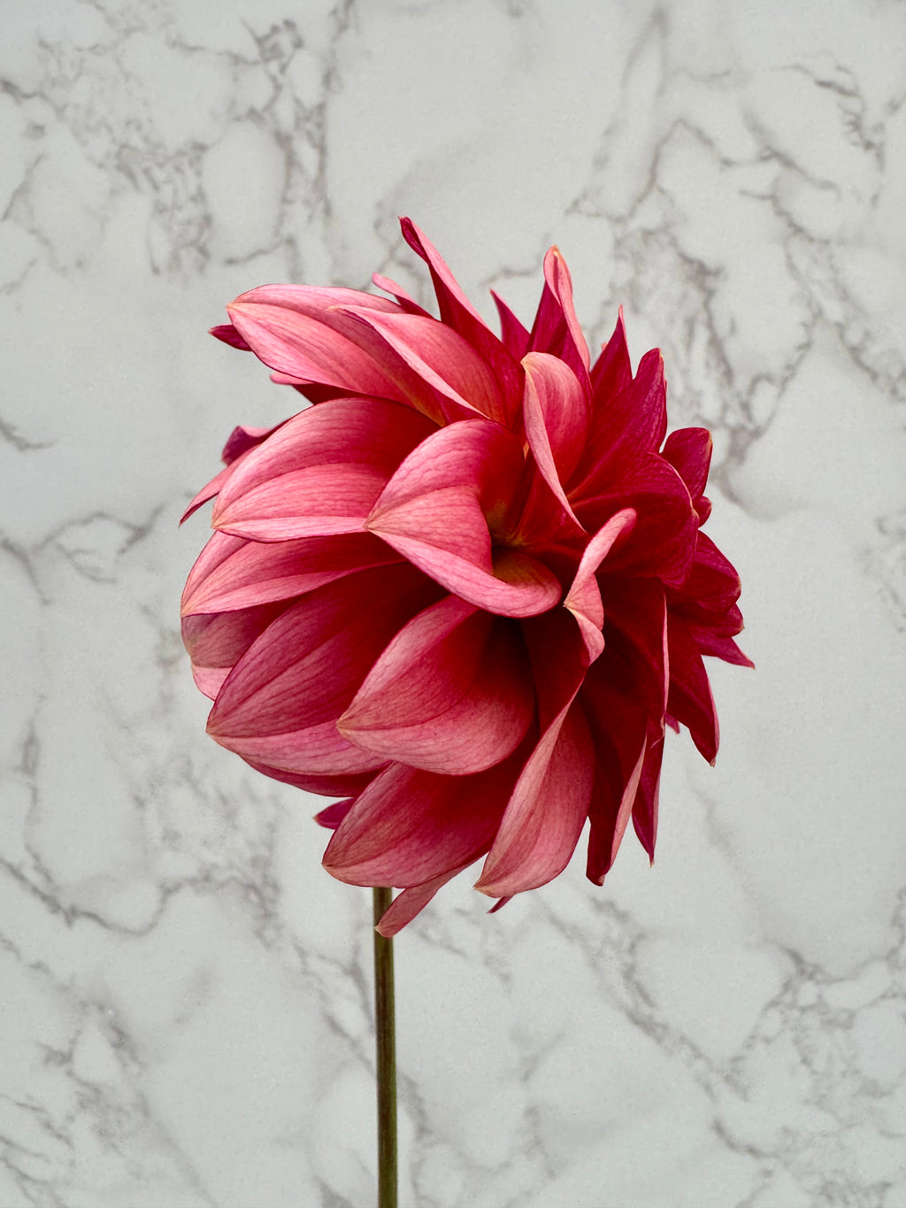 KA Mocha Katie Cutting