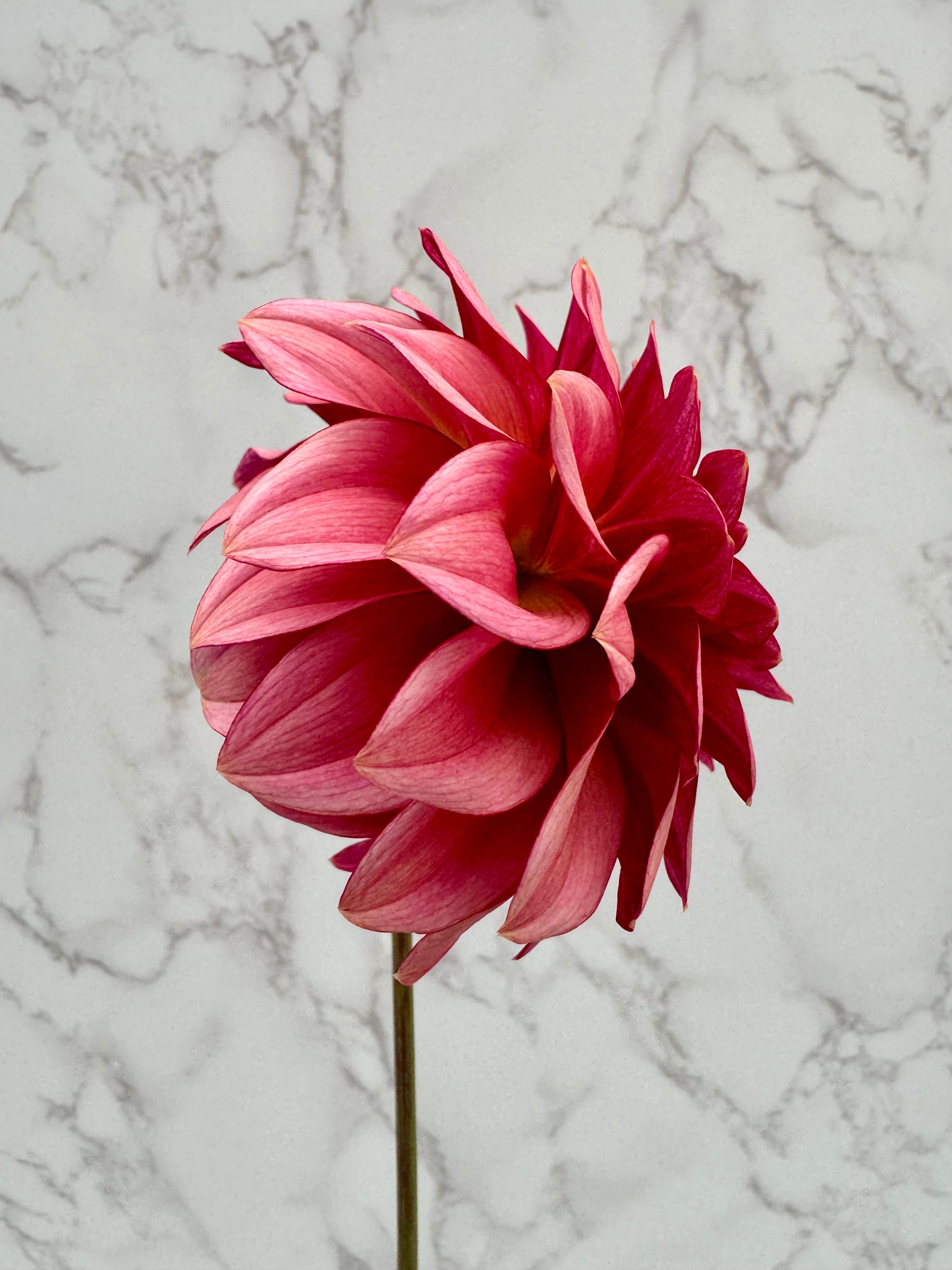 KA Mocha Katie Cutting