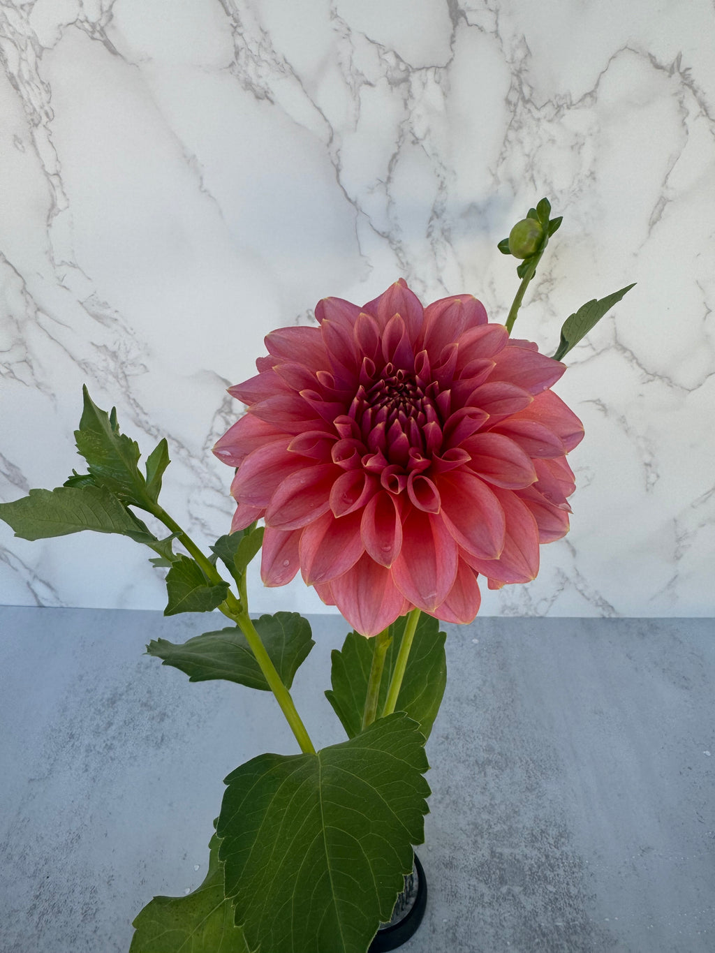 Lee’s Muava Guava Cutting