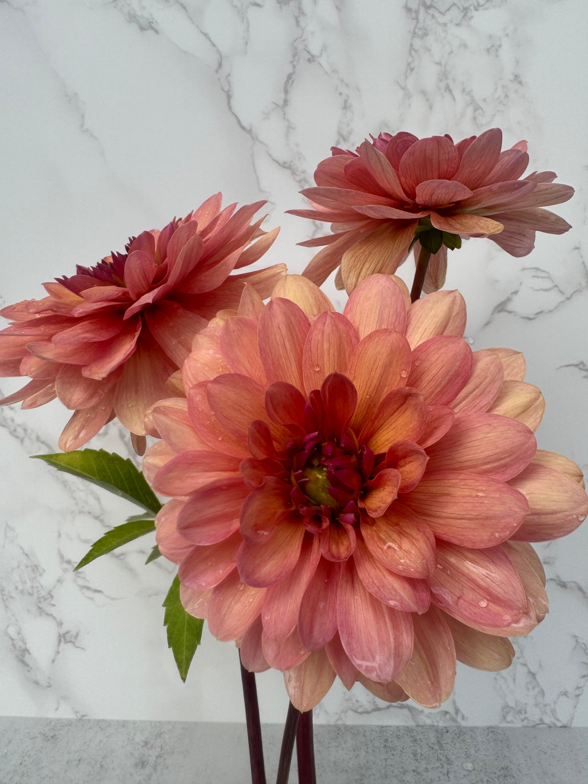 Chateau de la Bourdaisiere Cutting