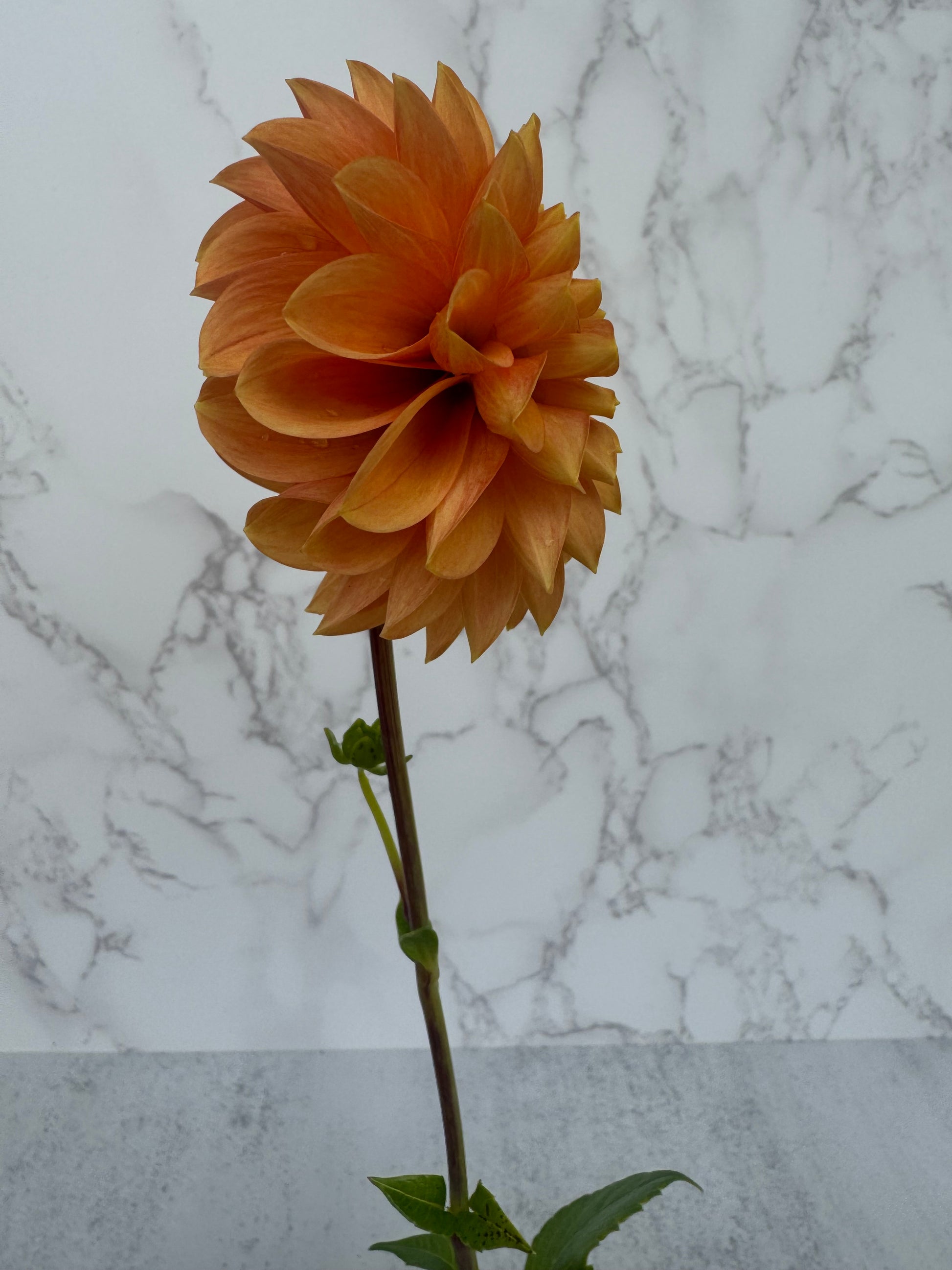 Caleb’s Orange Crush