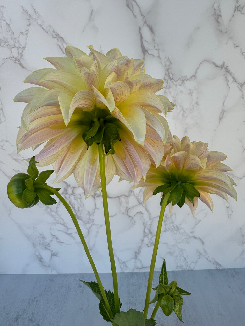 KA Champagne Cutting