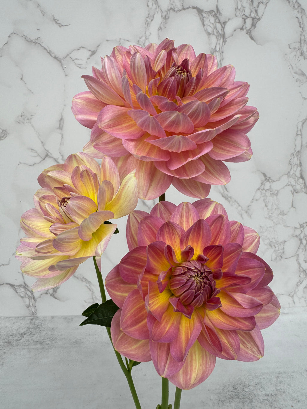 Hapet Old Charm Cutting