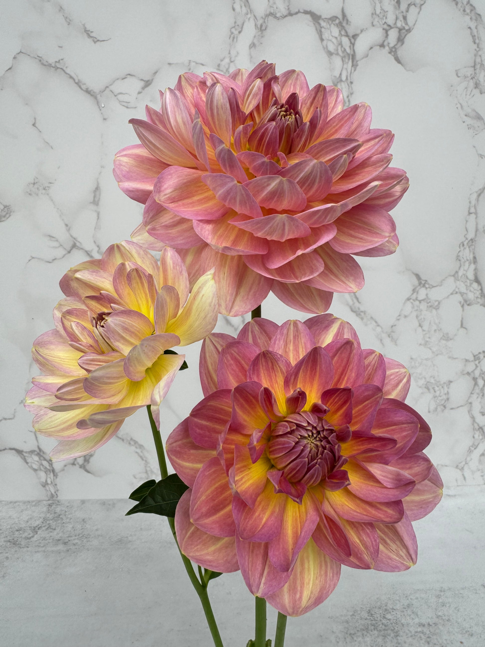 Hapet Old Charm Cutting