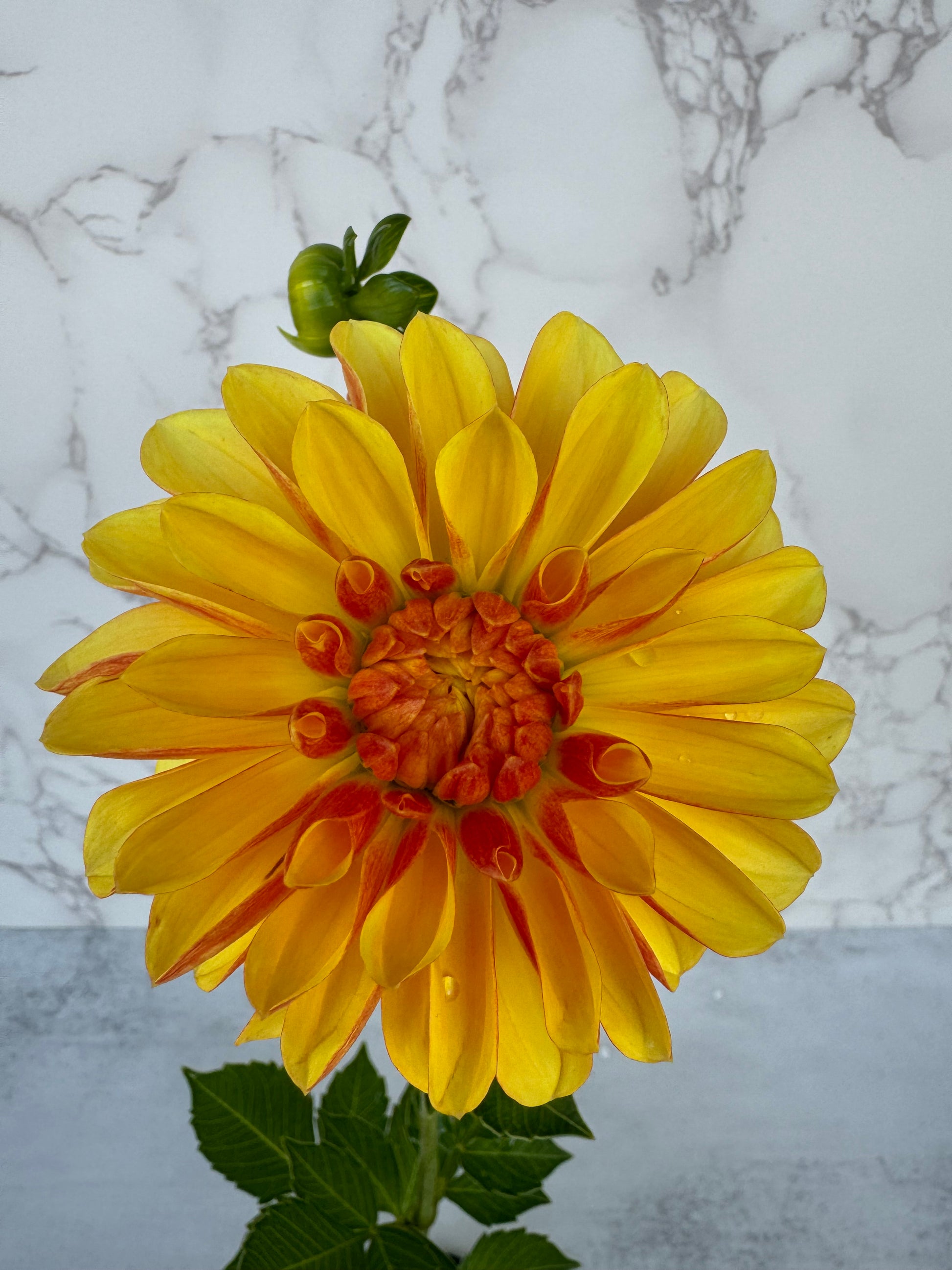 Lee’s Honey Spinner Cutting