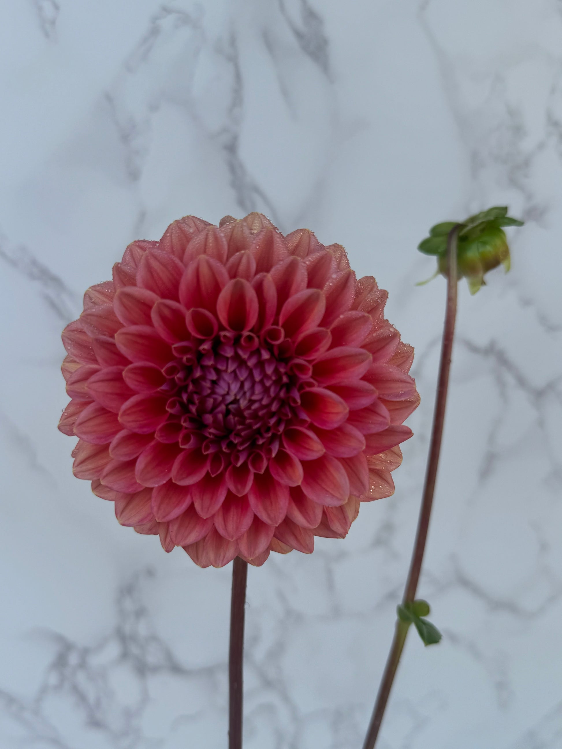 Lee’s Coral Enigma