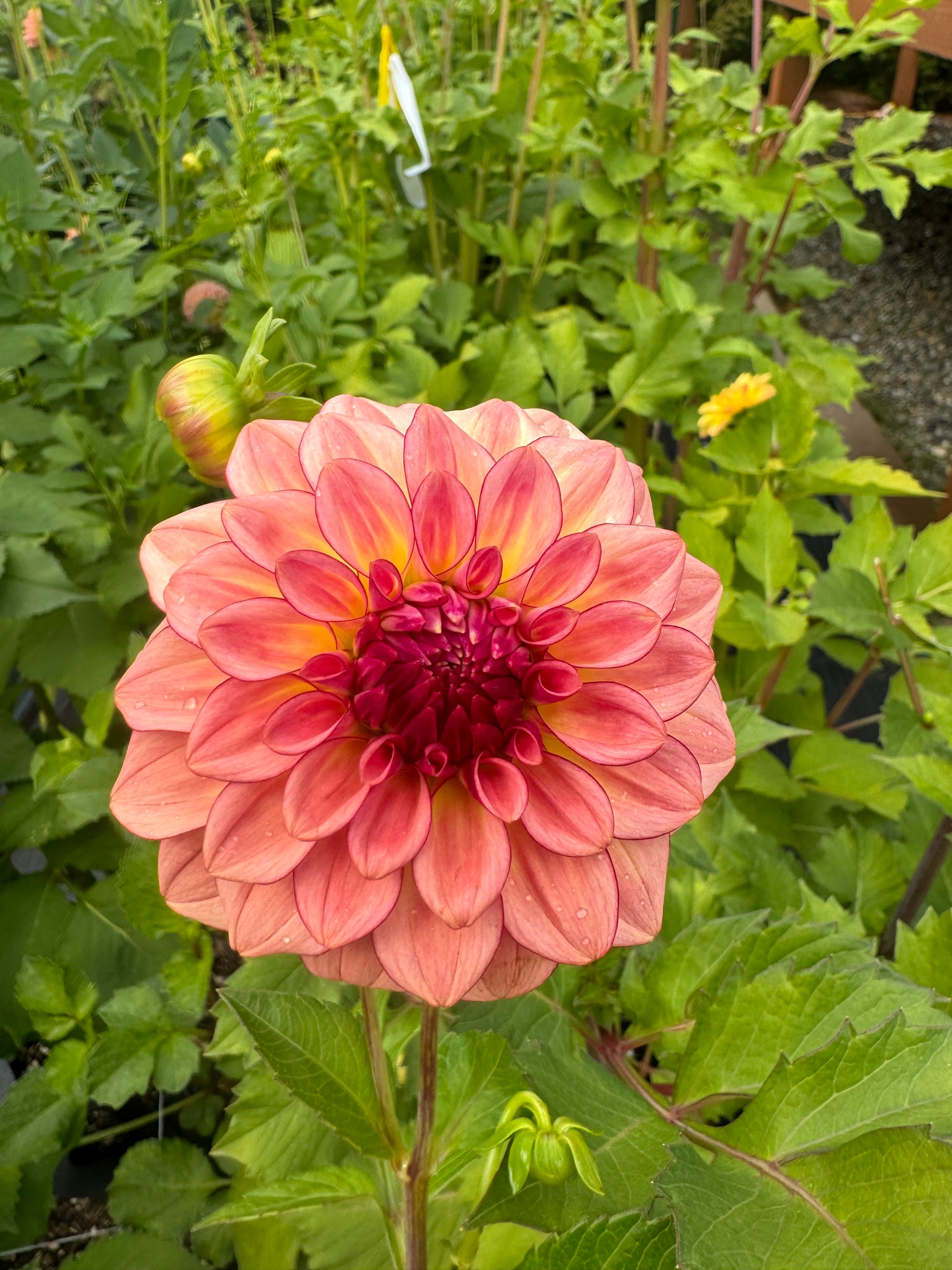 KA Mocha Katie Cutting