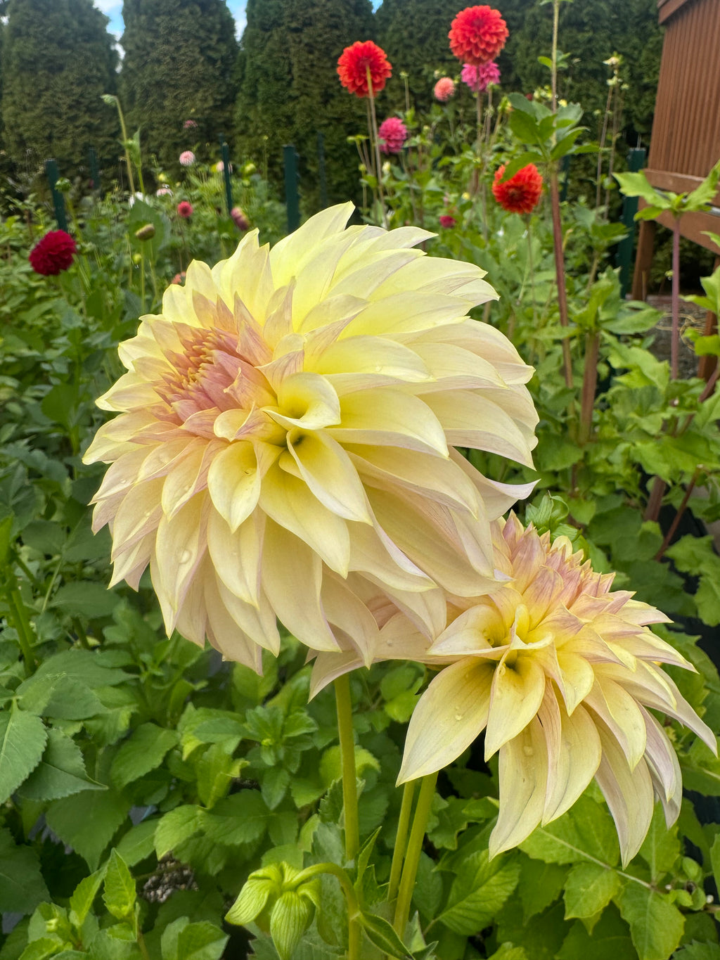 KA Champagne Cutting