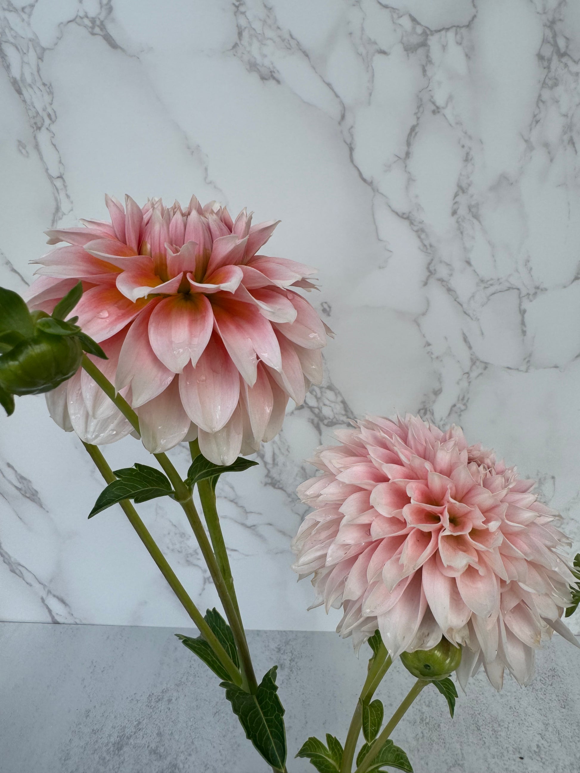 Bell’s Bonbori Cutting