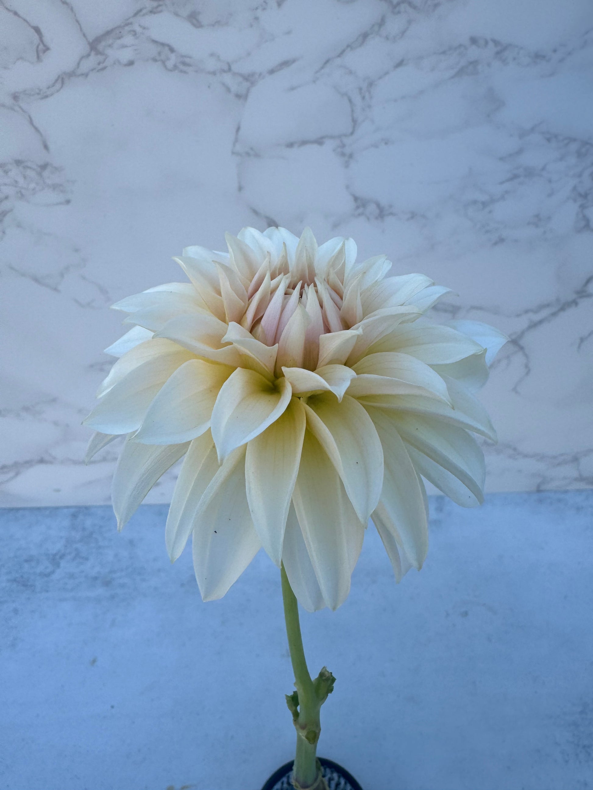 Bell’s la Peach Mode Cutting