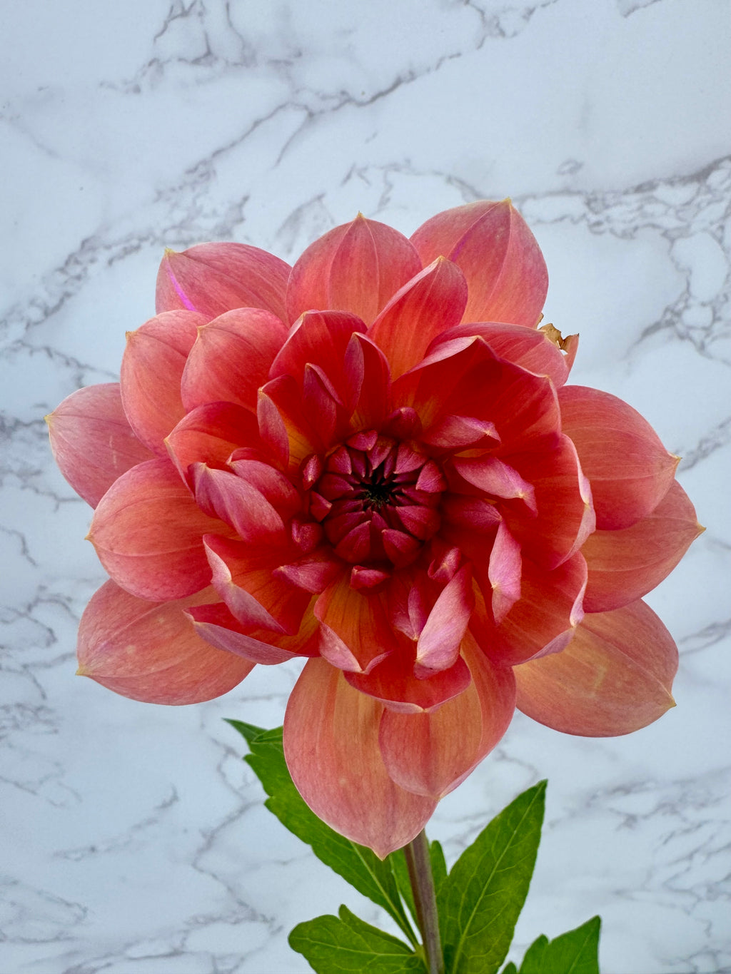 Hollyhill Daydream Cutting