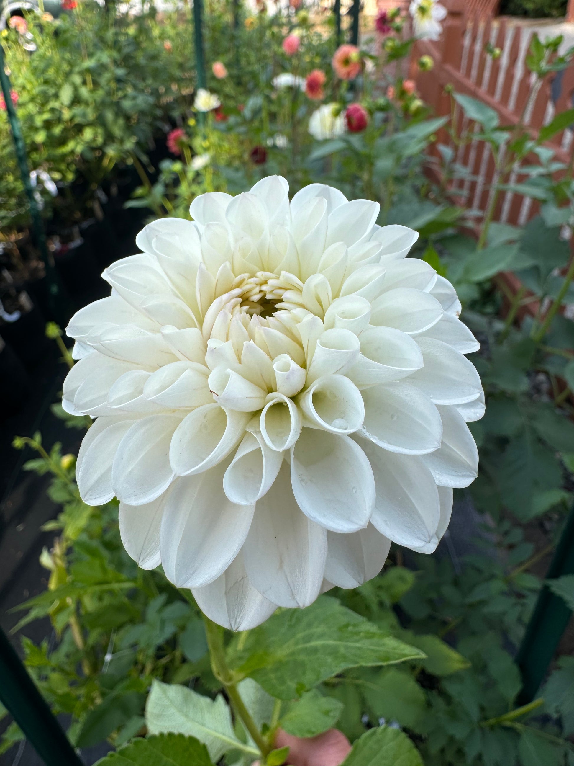 Ferncliff Pearl Cutting