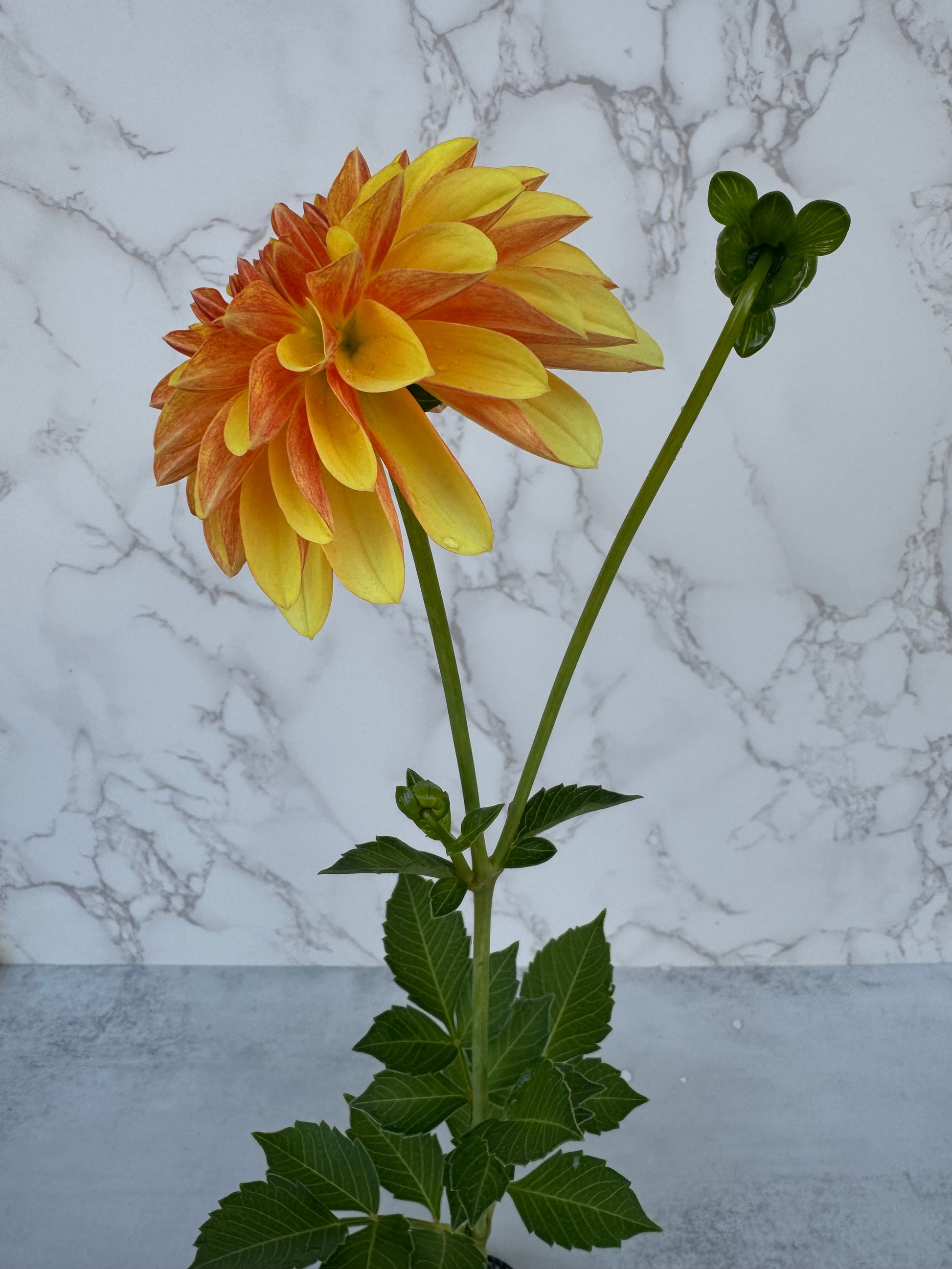 Lee’s Honey Spinner