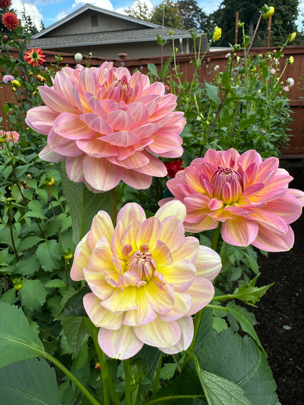 Hapet Old Charm Cutting