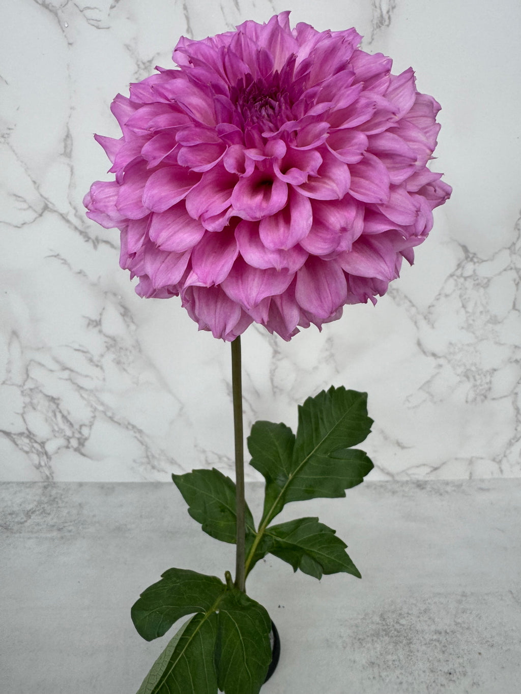 Lee’s Viola Frost Cutting