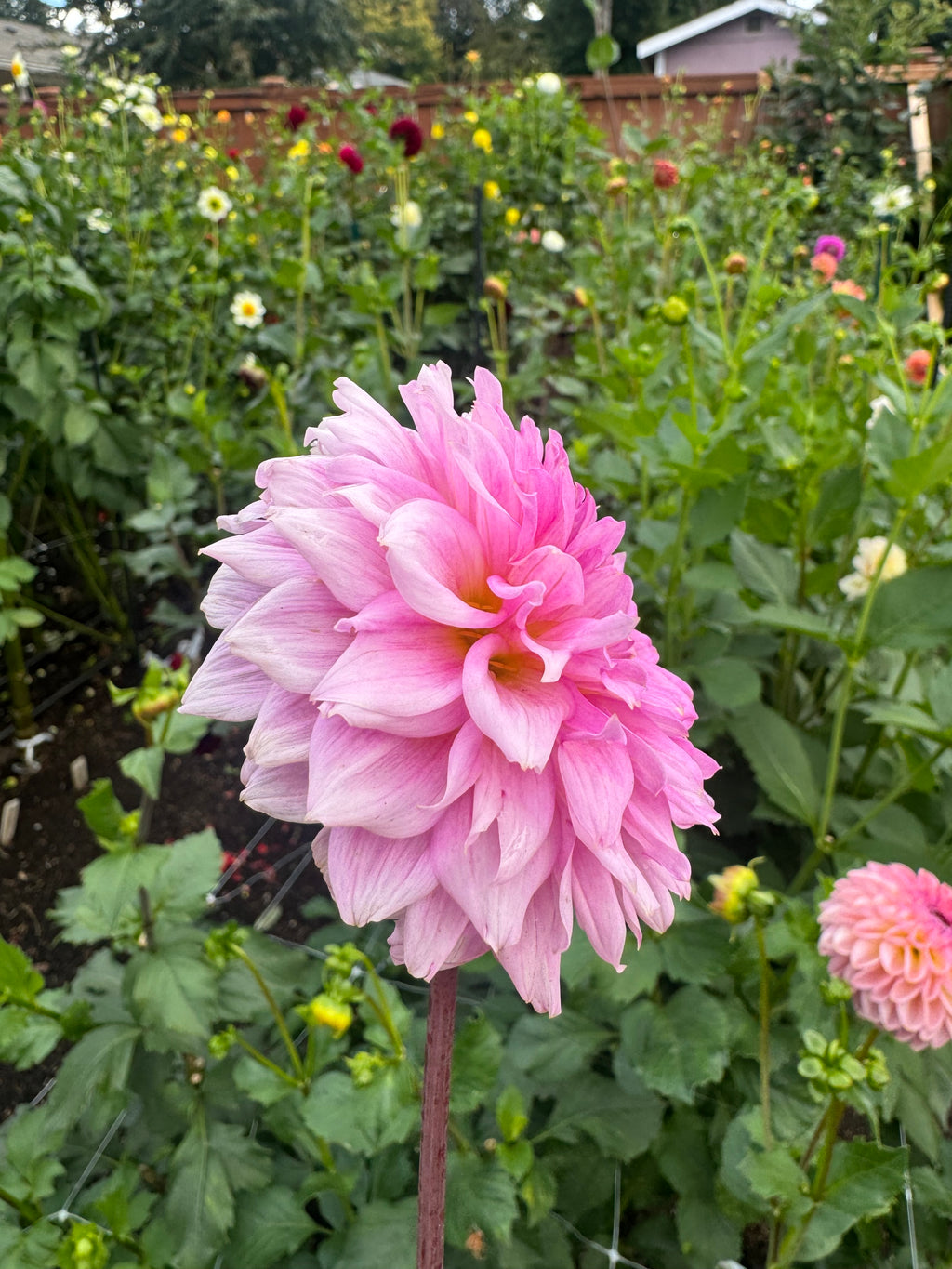 Lee’s Viola Frost Cutting