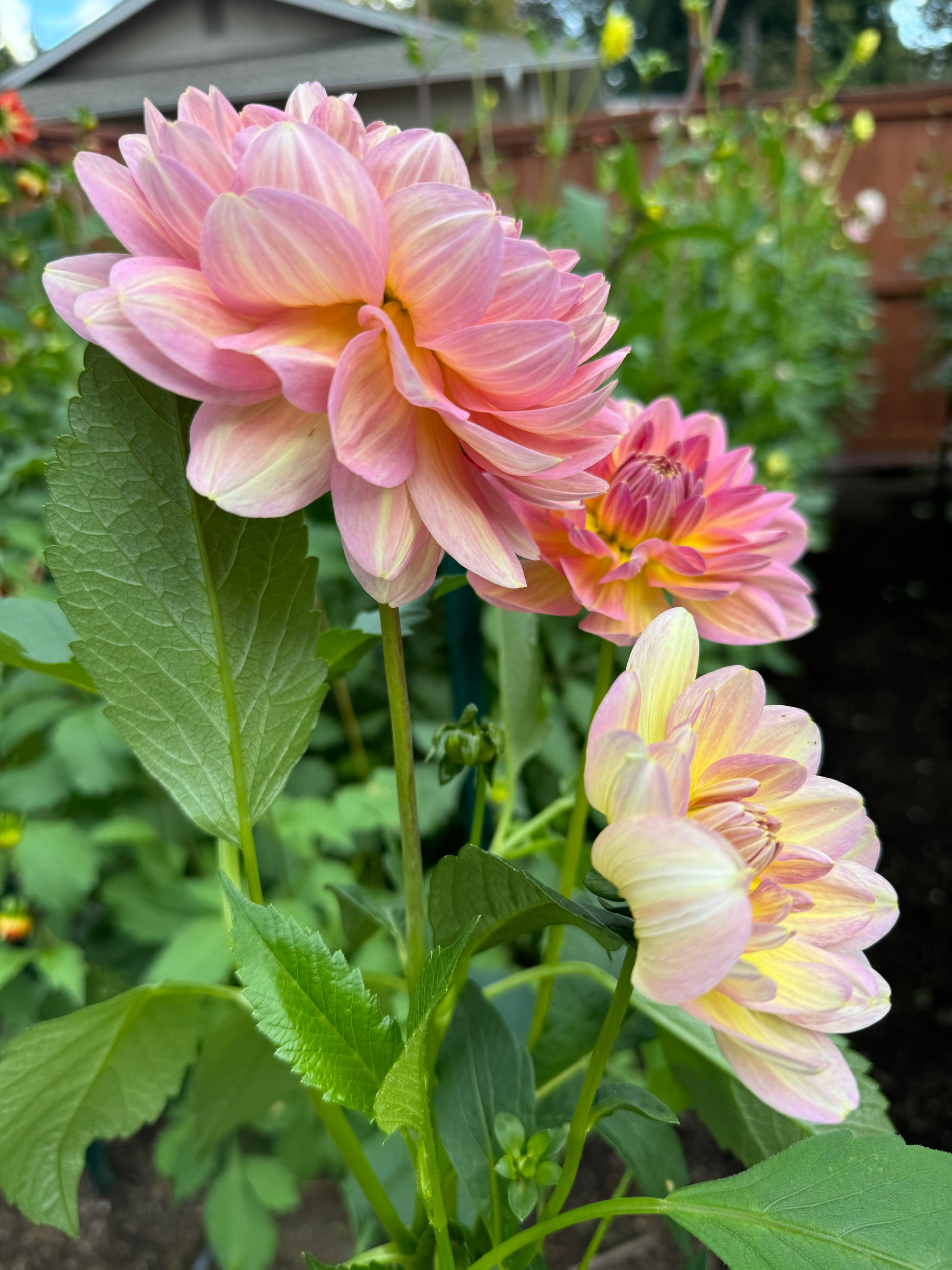 Hapet Old Charm Cutting