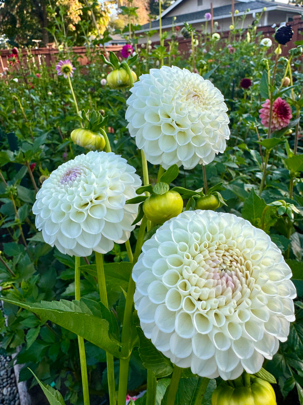 Hollyhill Miss White