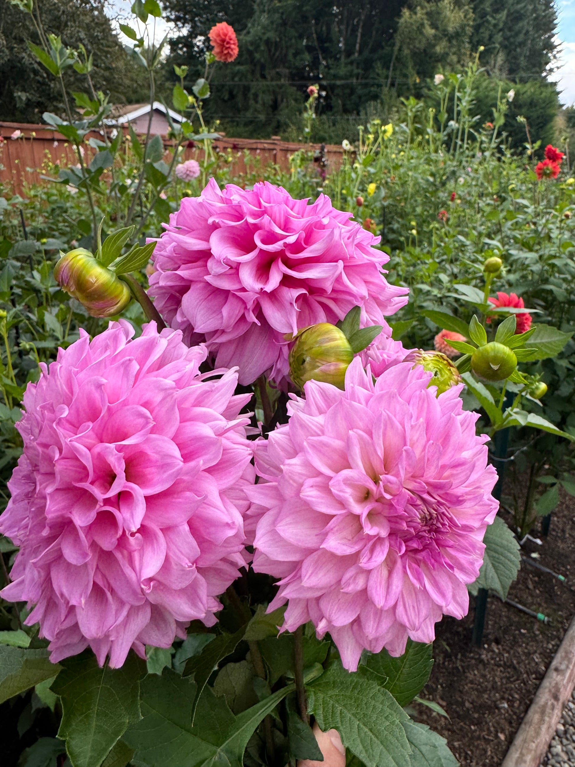 Lee’s Viola Frost Cutting