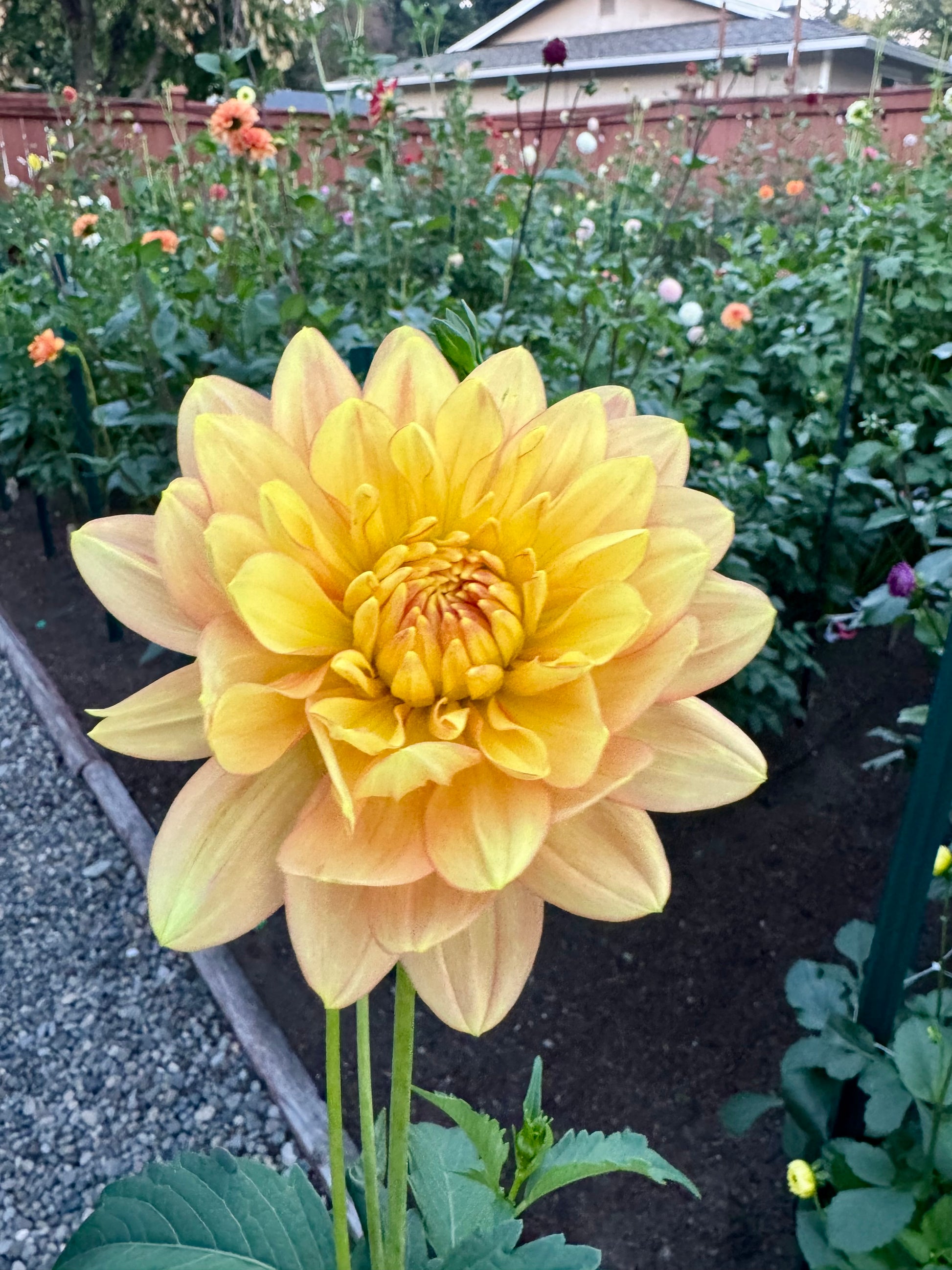 Hollyhill Serenity Cutting