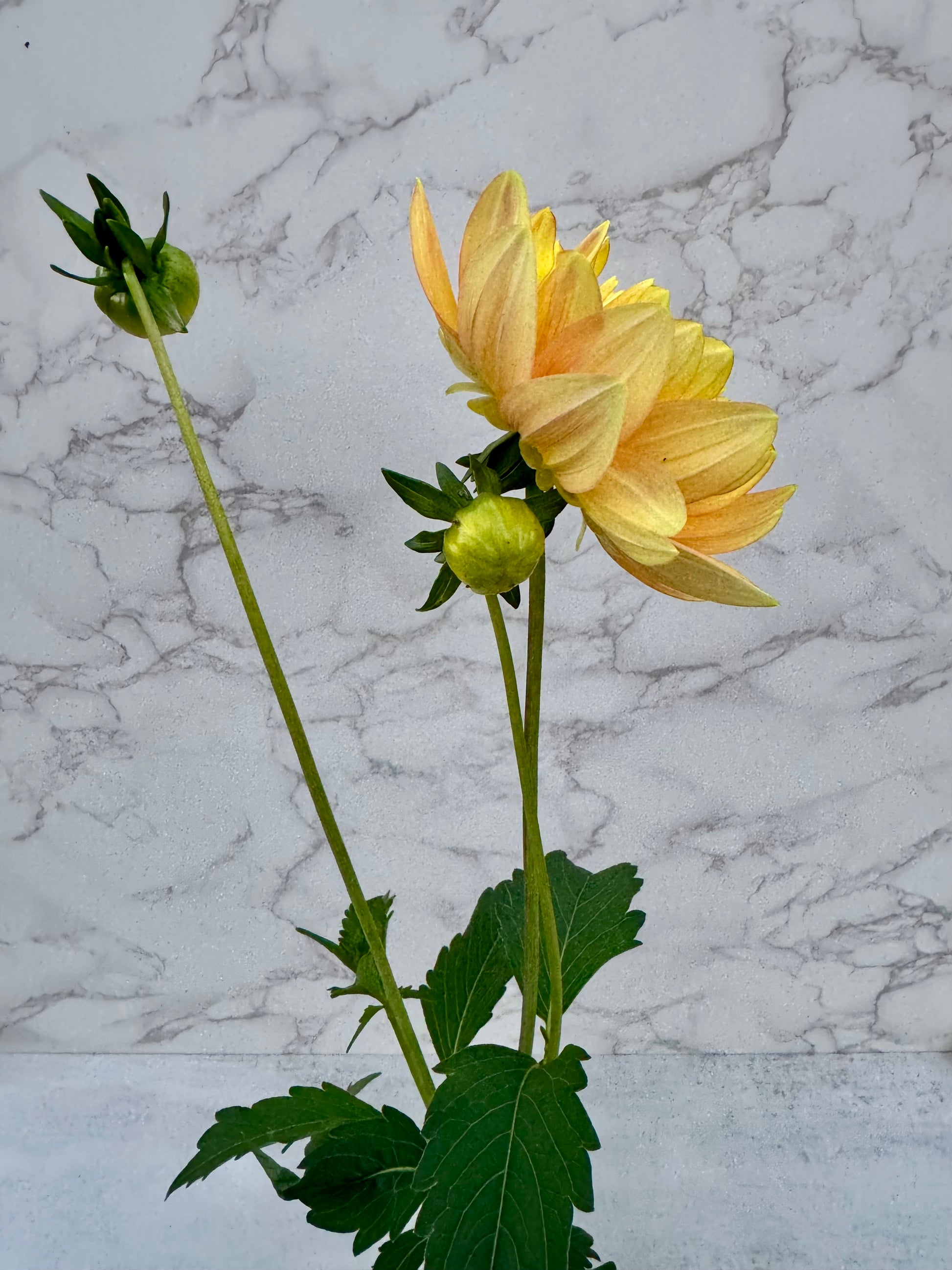 Hollyhill Serenity Cutting