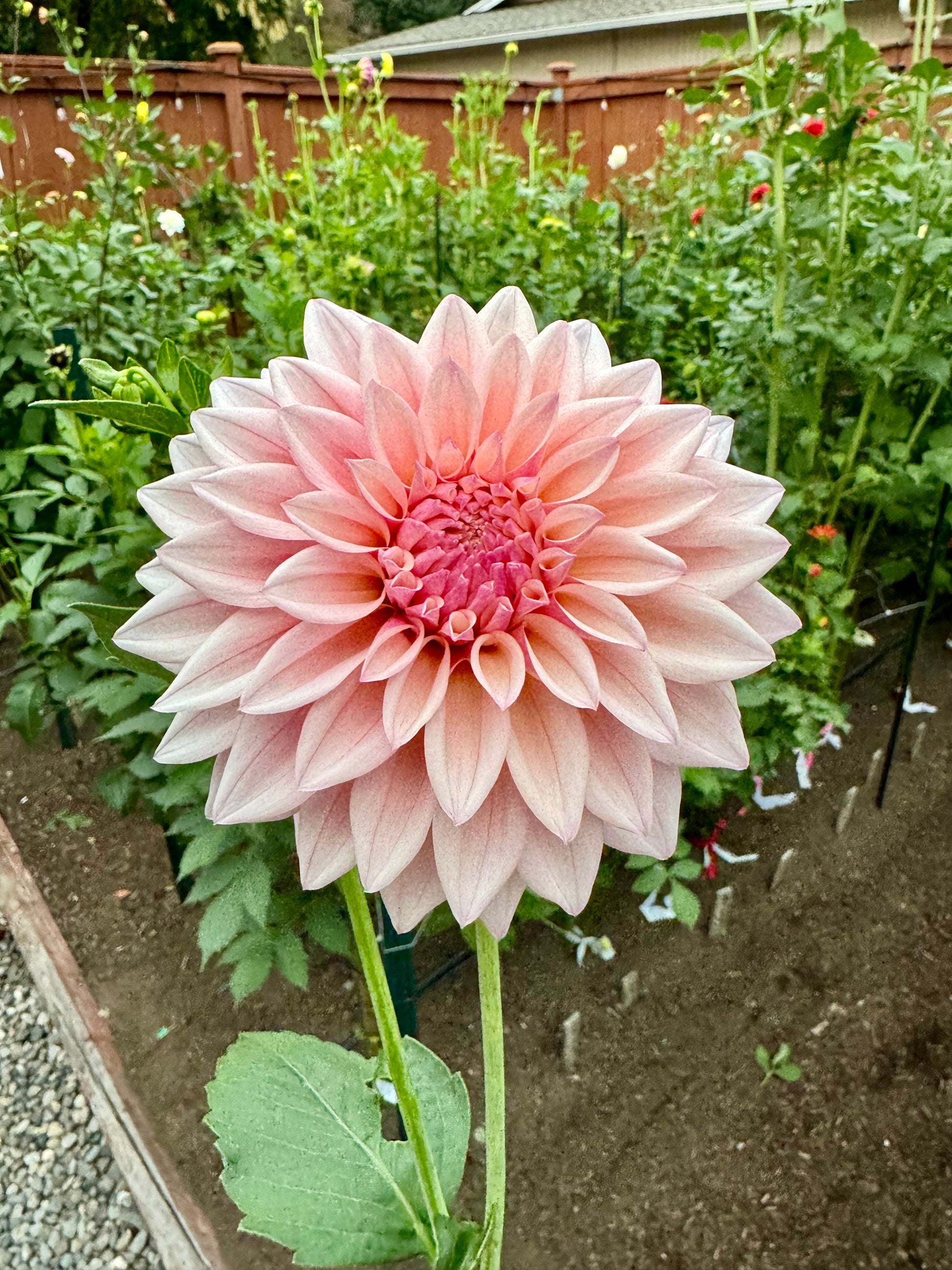 KA Mocha Jake Cutting