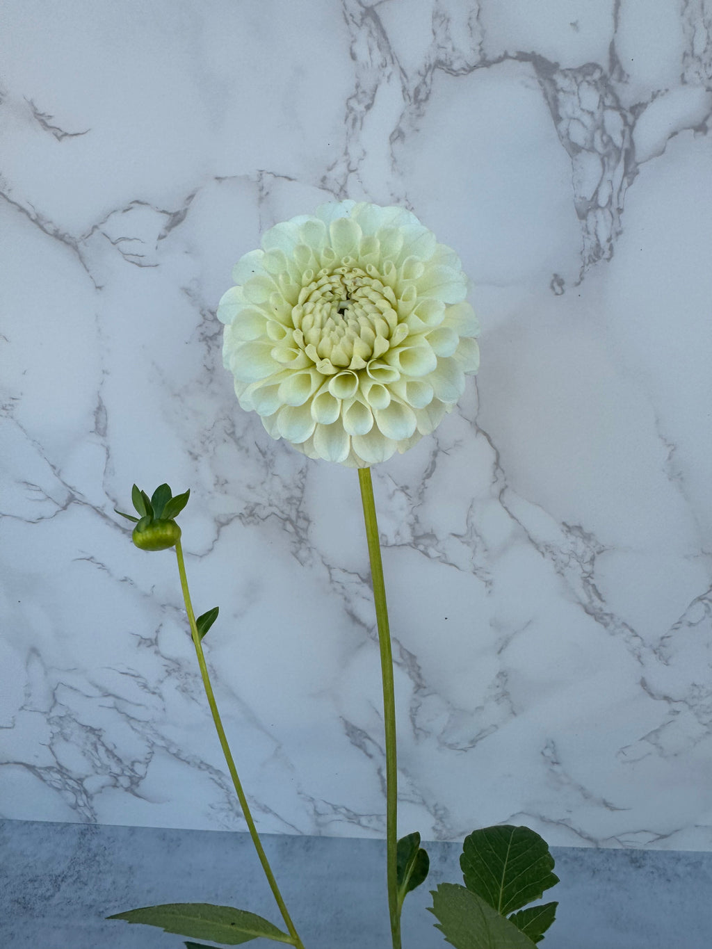 20th Ave New Tradition