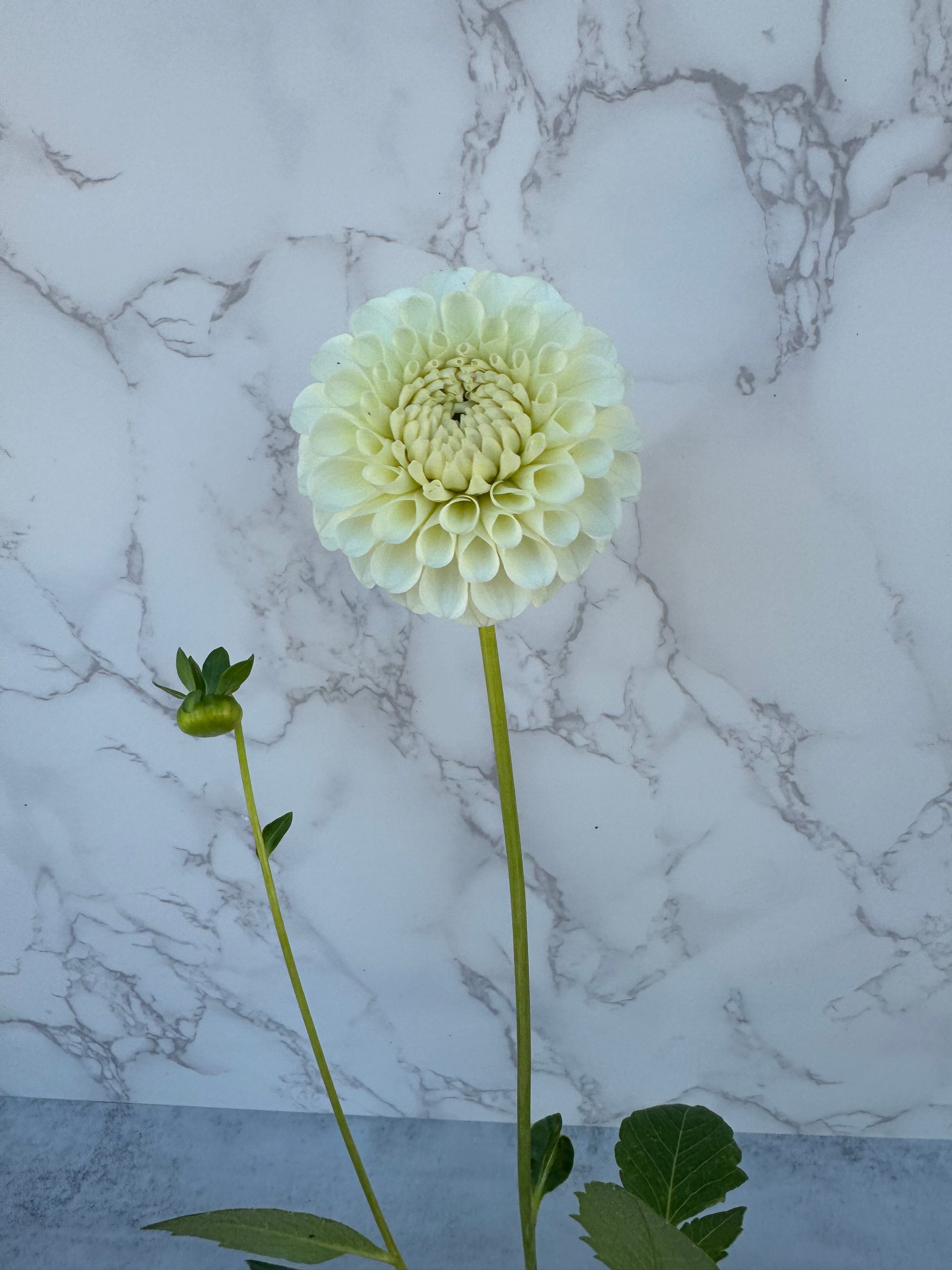 20th Ave New Tradition