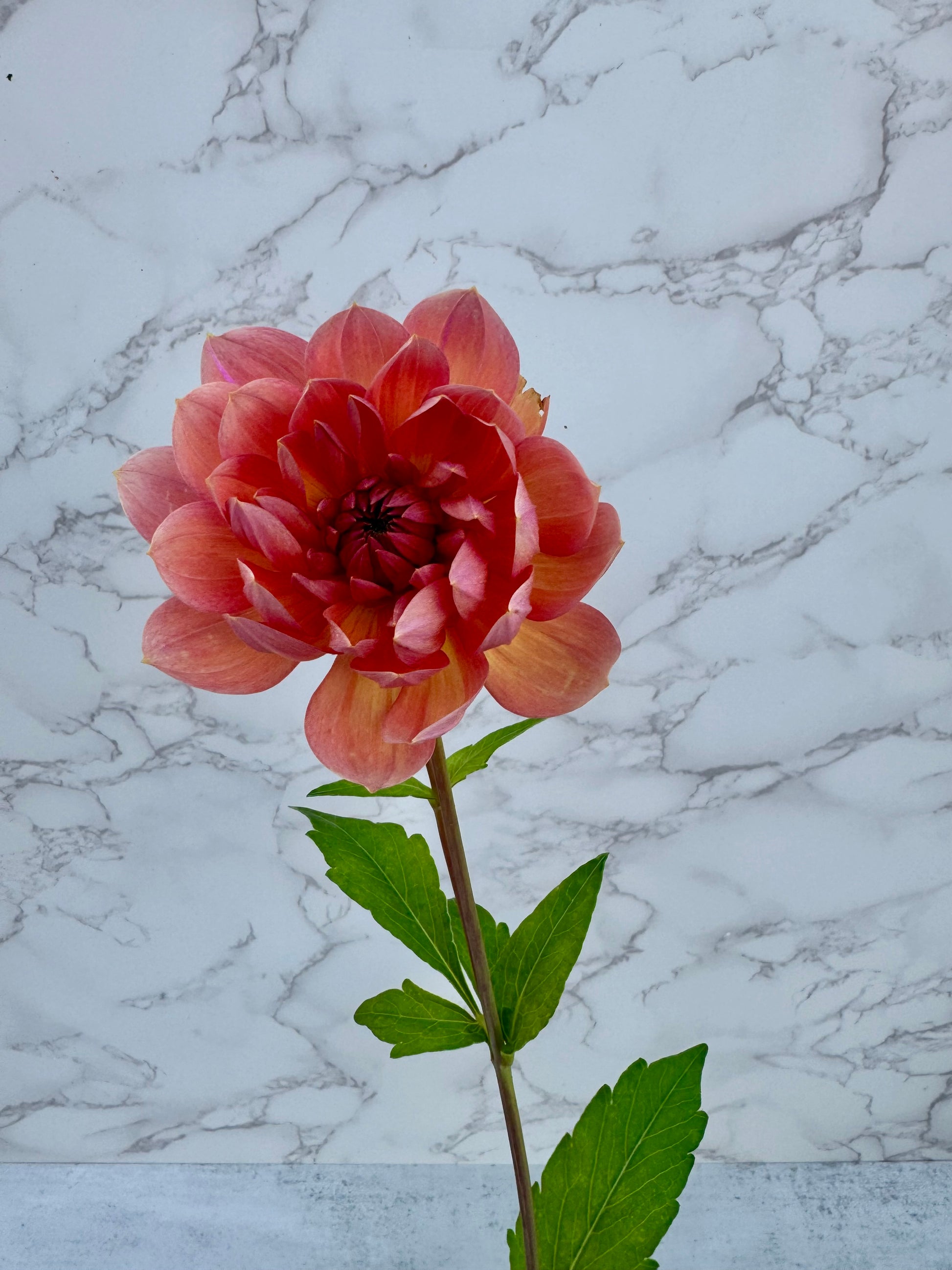 Hollyhill Daydream Cutting