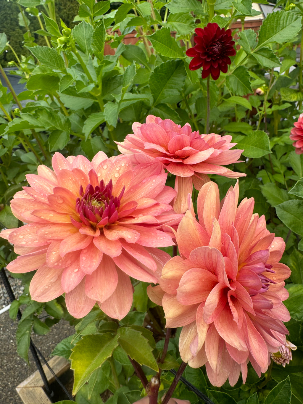 Chateau de la Bourdaisiere Cutting