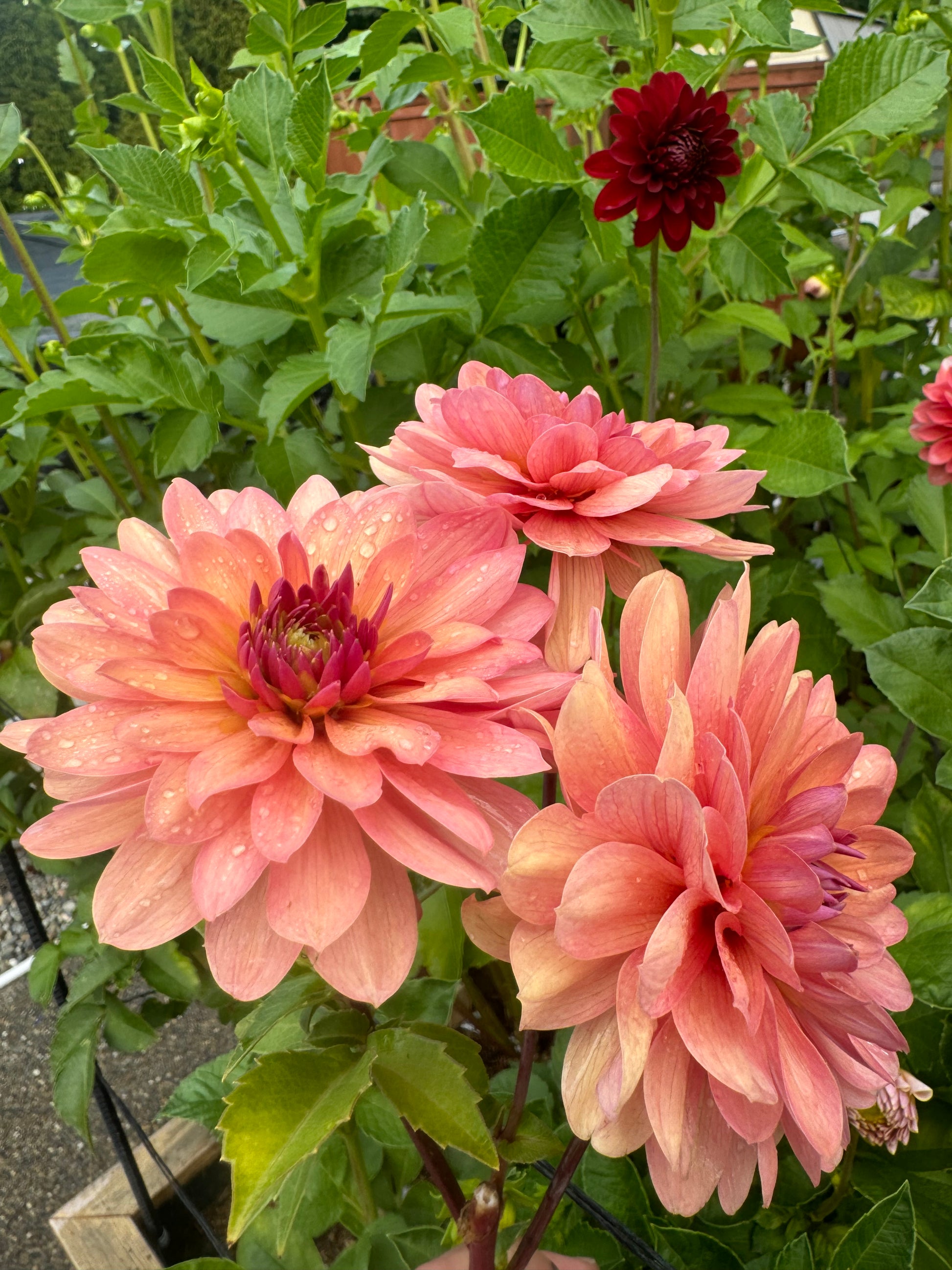 Chateau de la Bourdaisiere Cutting