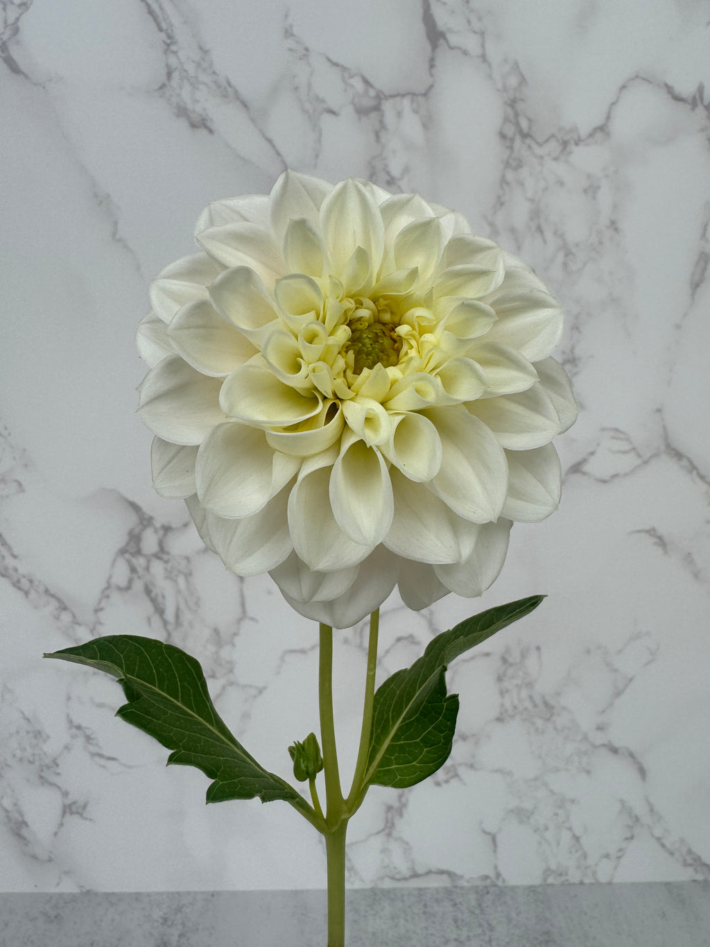 Gigi’s Baby Breath Cutting