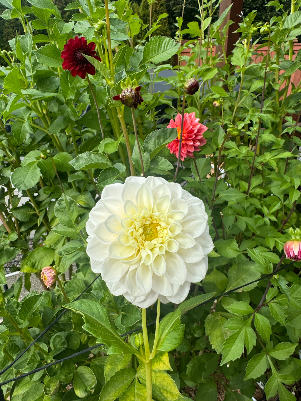 Gigi’s Baby Breath Cutting