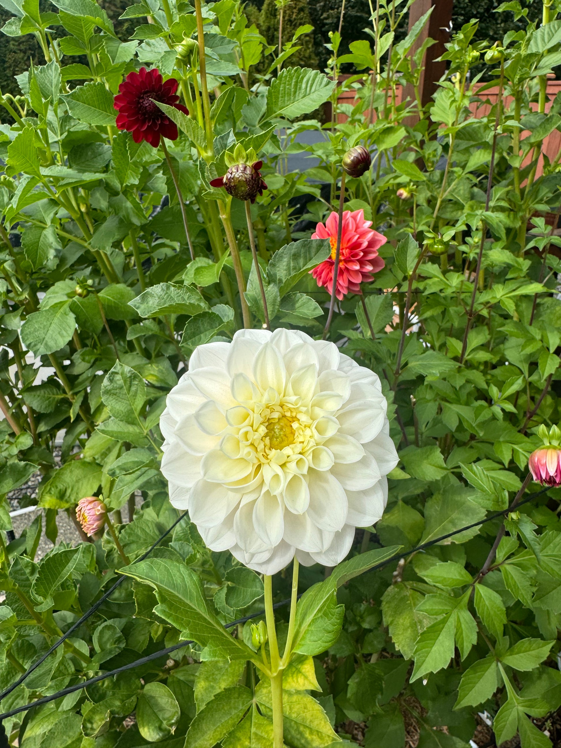 Gigi’s Baby Breath Cutting